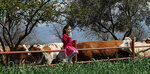 Pinar Milk (İzmir, Bornova, Kemalpaşa Cad., 1), dairy products wholesale