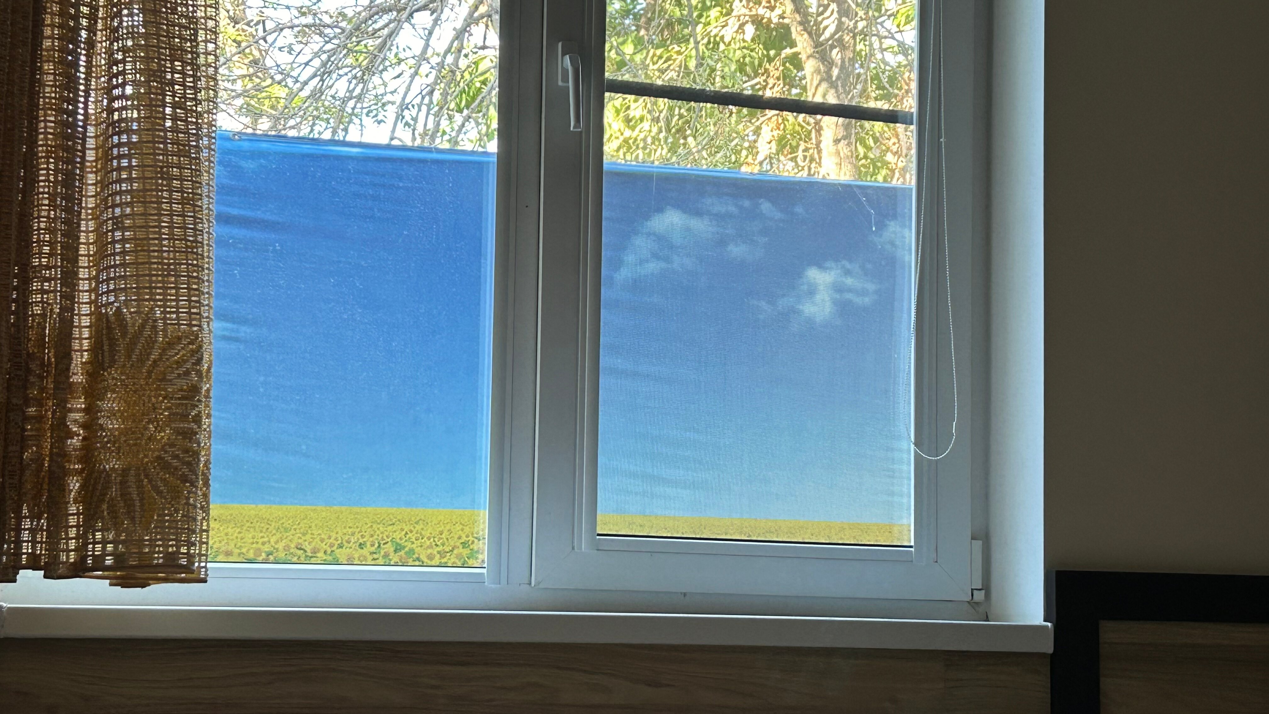 Фото Подсолнух