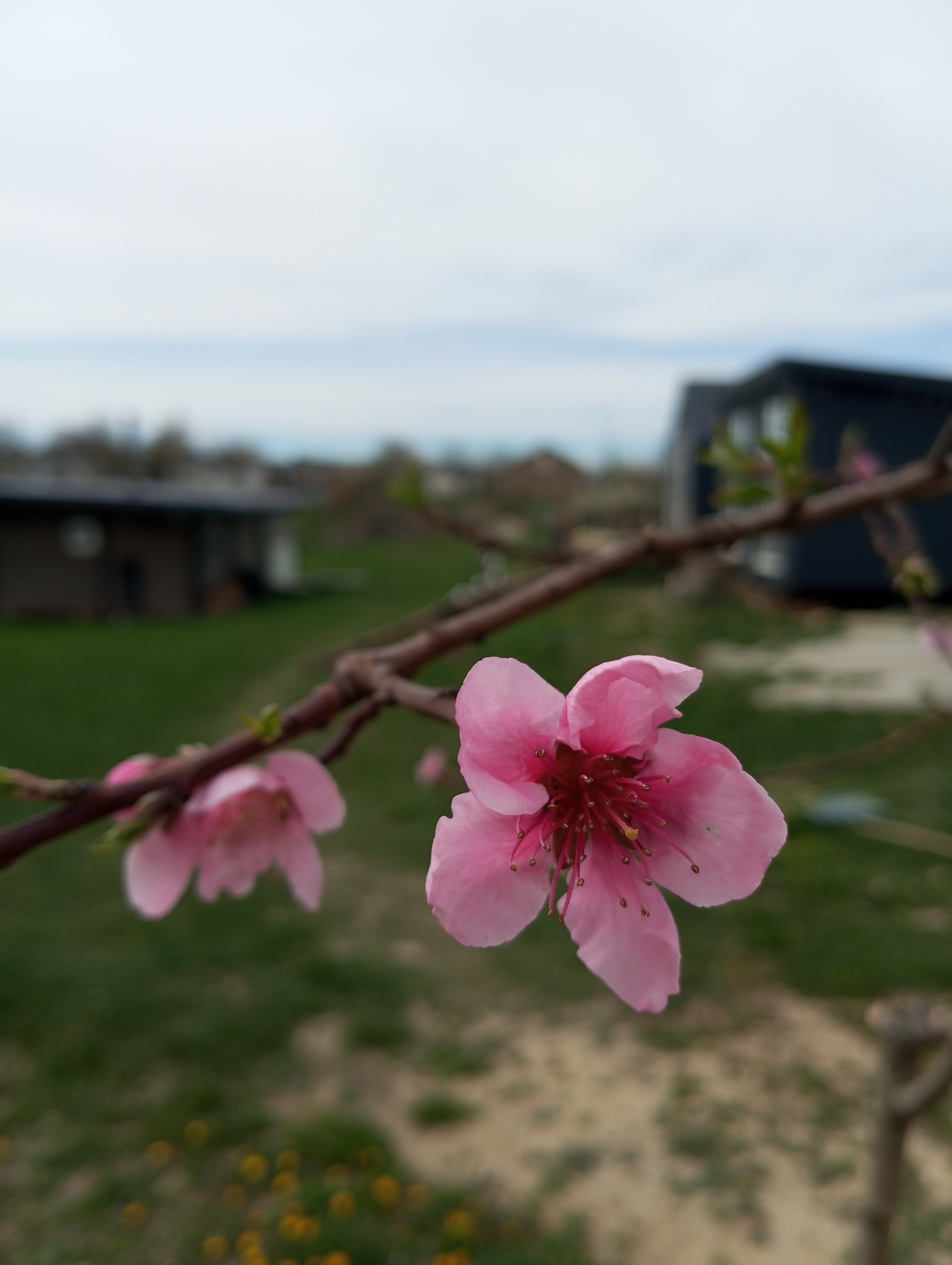 Фото Зарянка