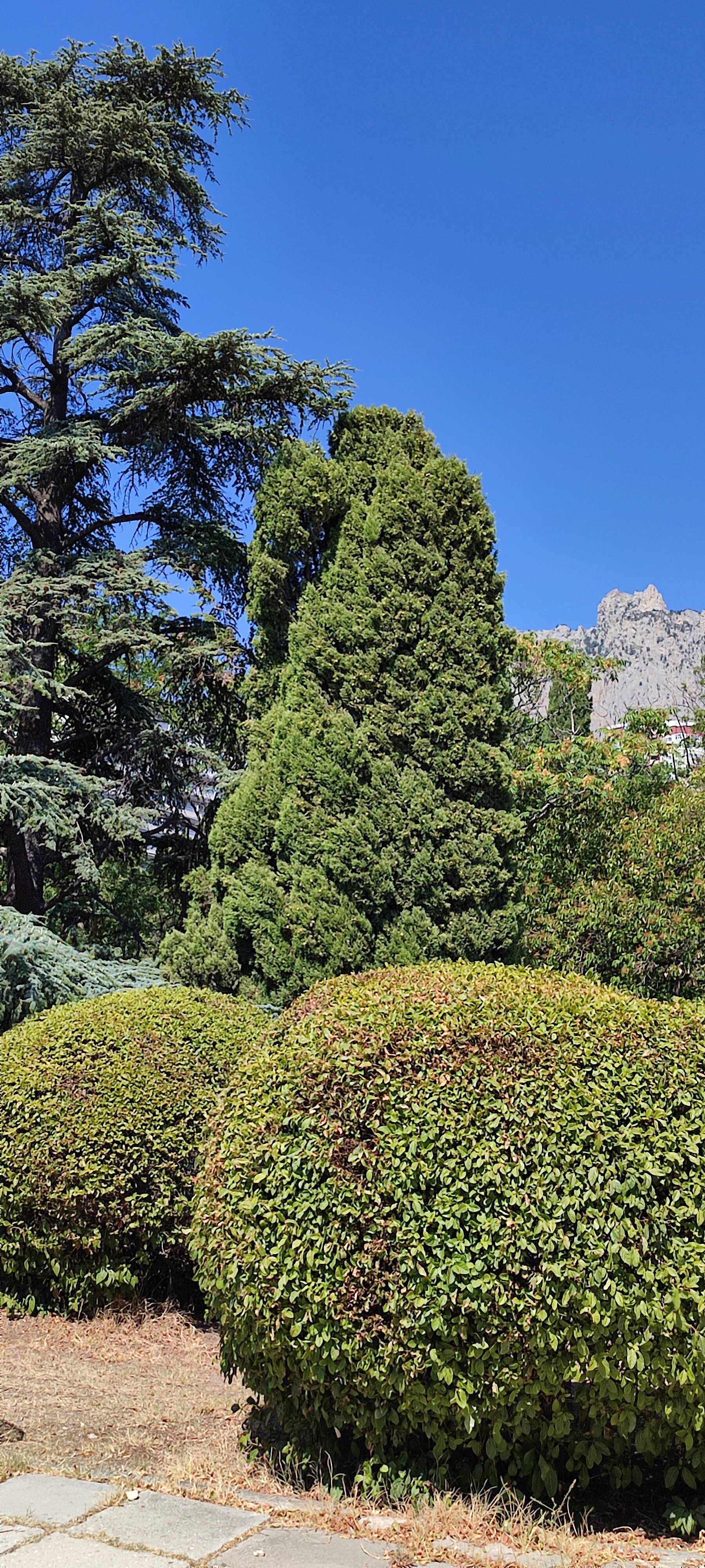 Фото Мисхорский парк