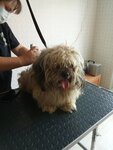 Студия груминга PetGrooming (Naberezhnaya ulitsa, 22) ، صالون حيوانات أليفة
