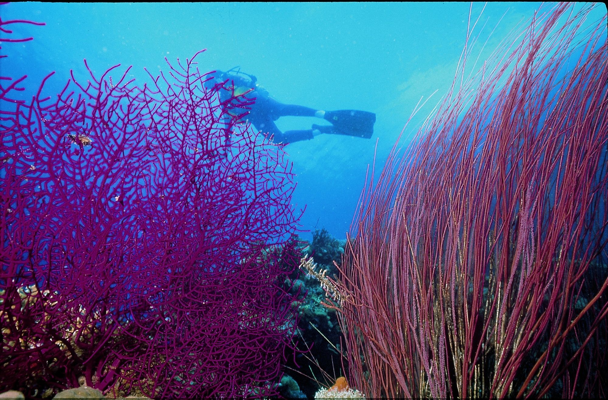 Фото Domina Coral Bay Elisir