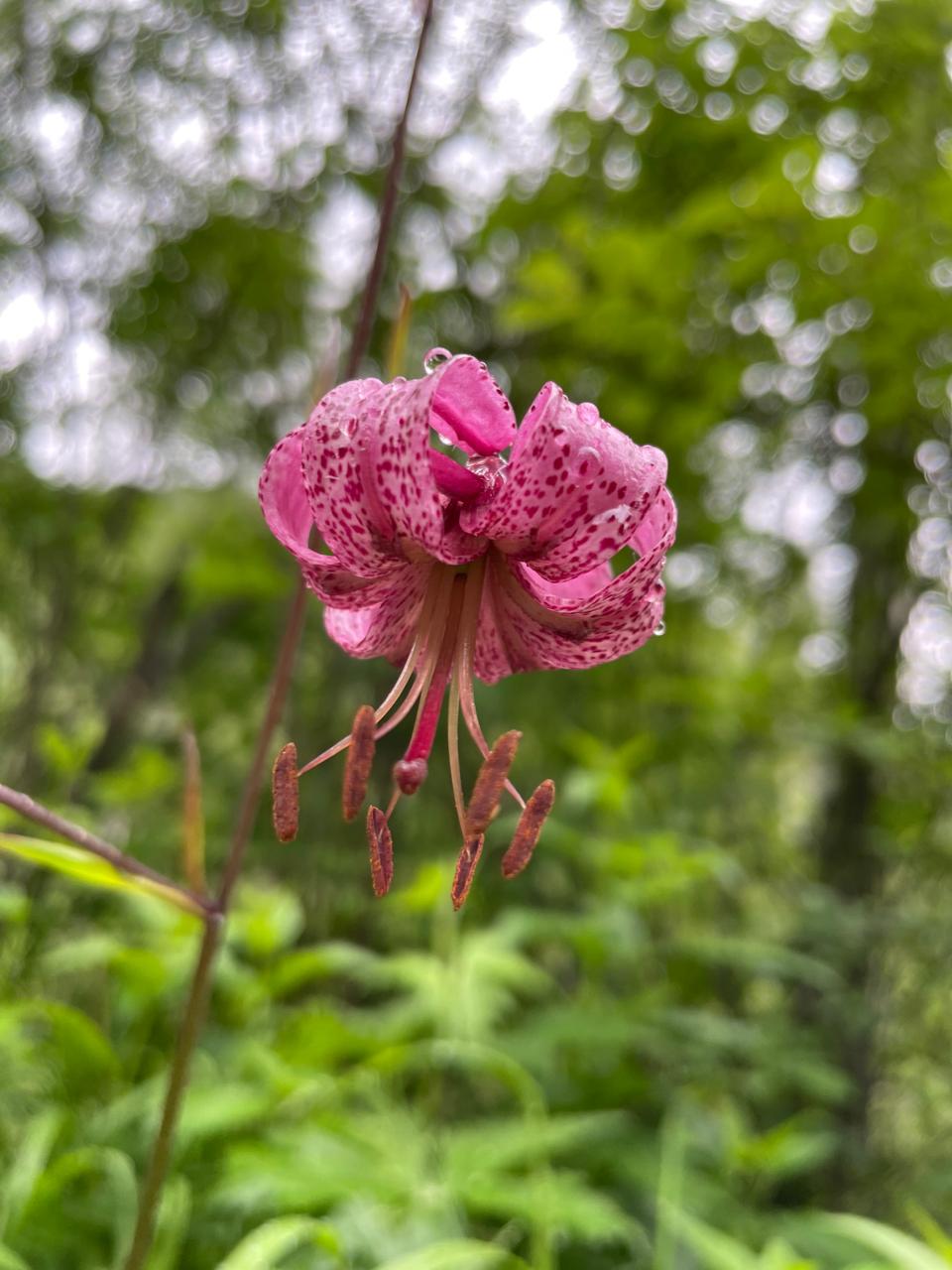 Фото Чемальский утёс