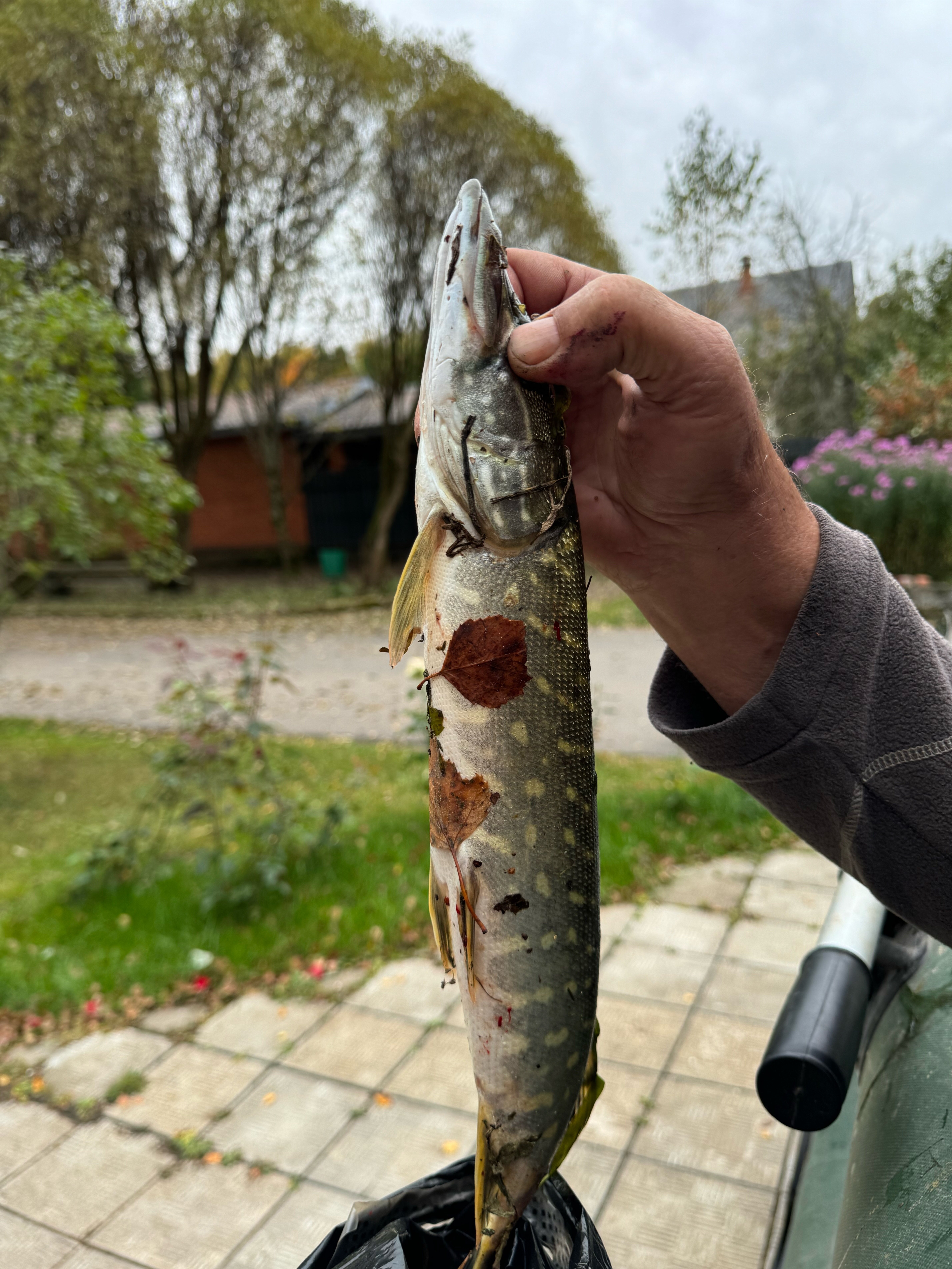 Фото Дом и Елки