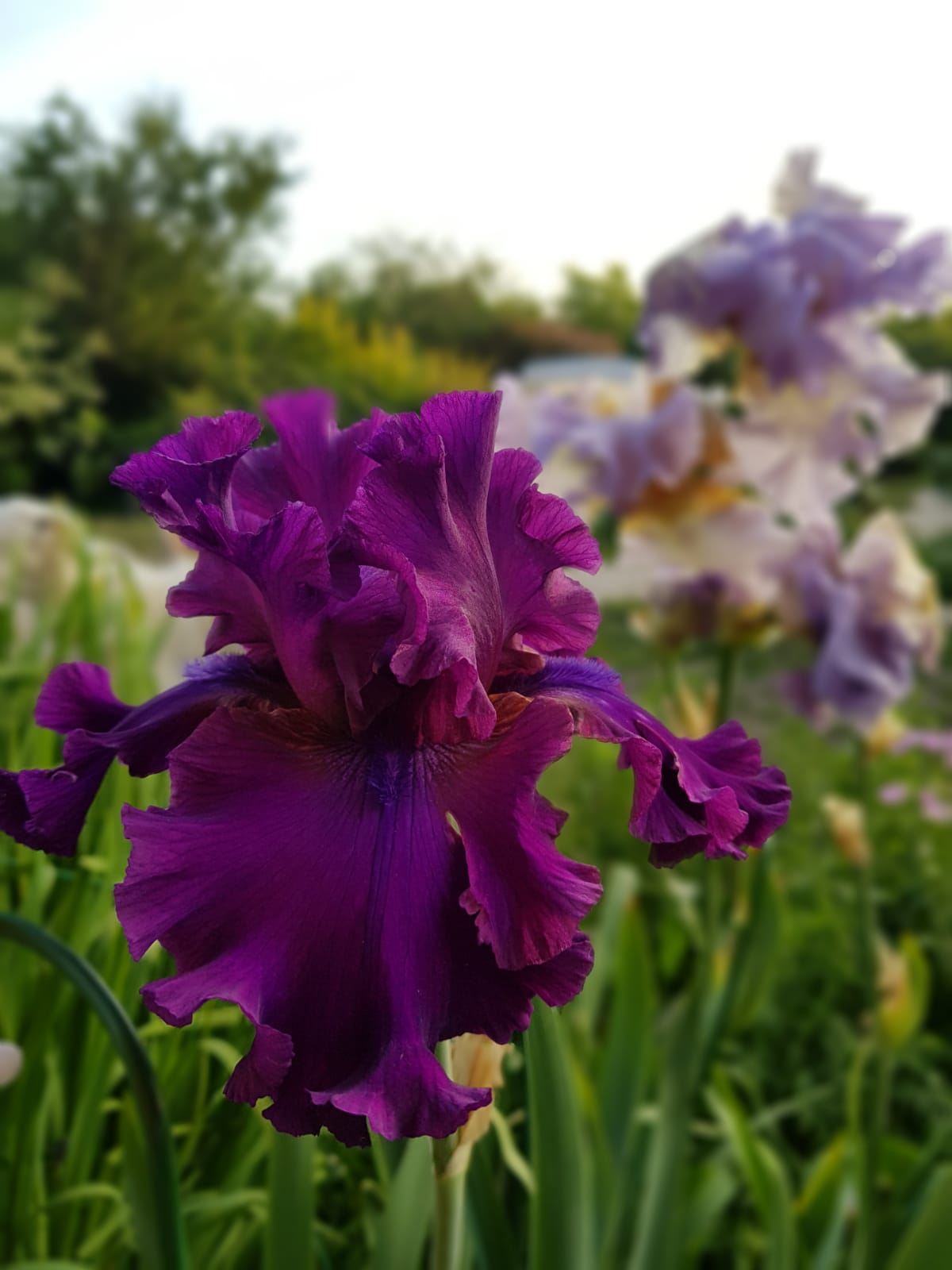 Фото Вилла Анцута