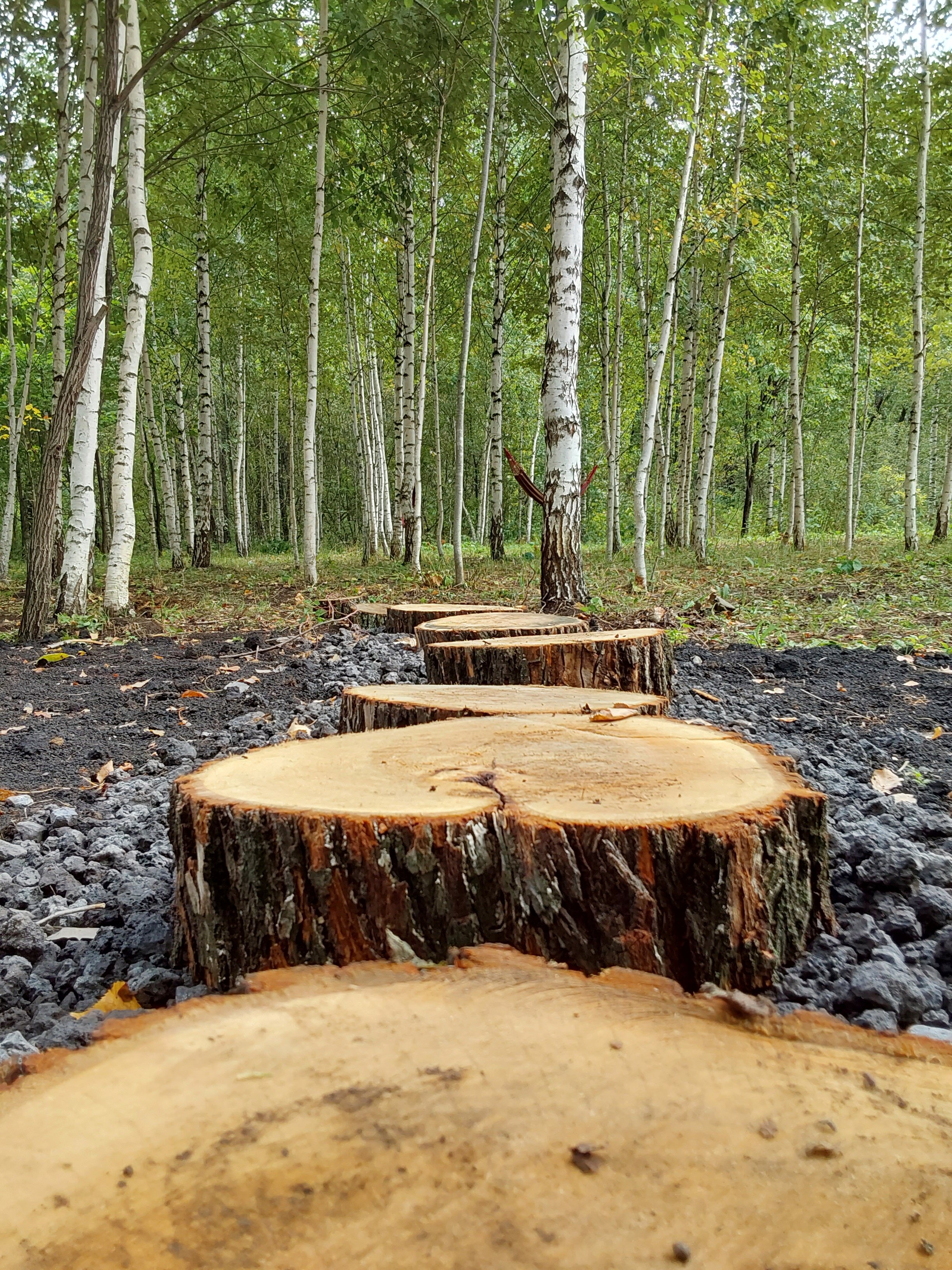 Фото Загорские дубки