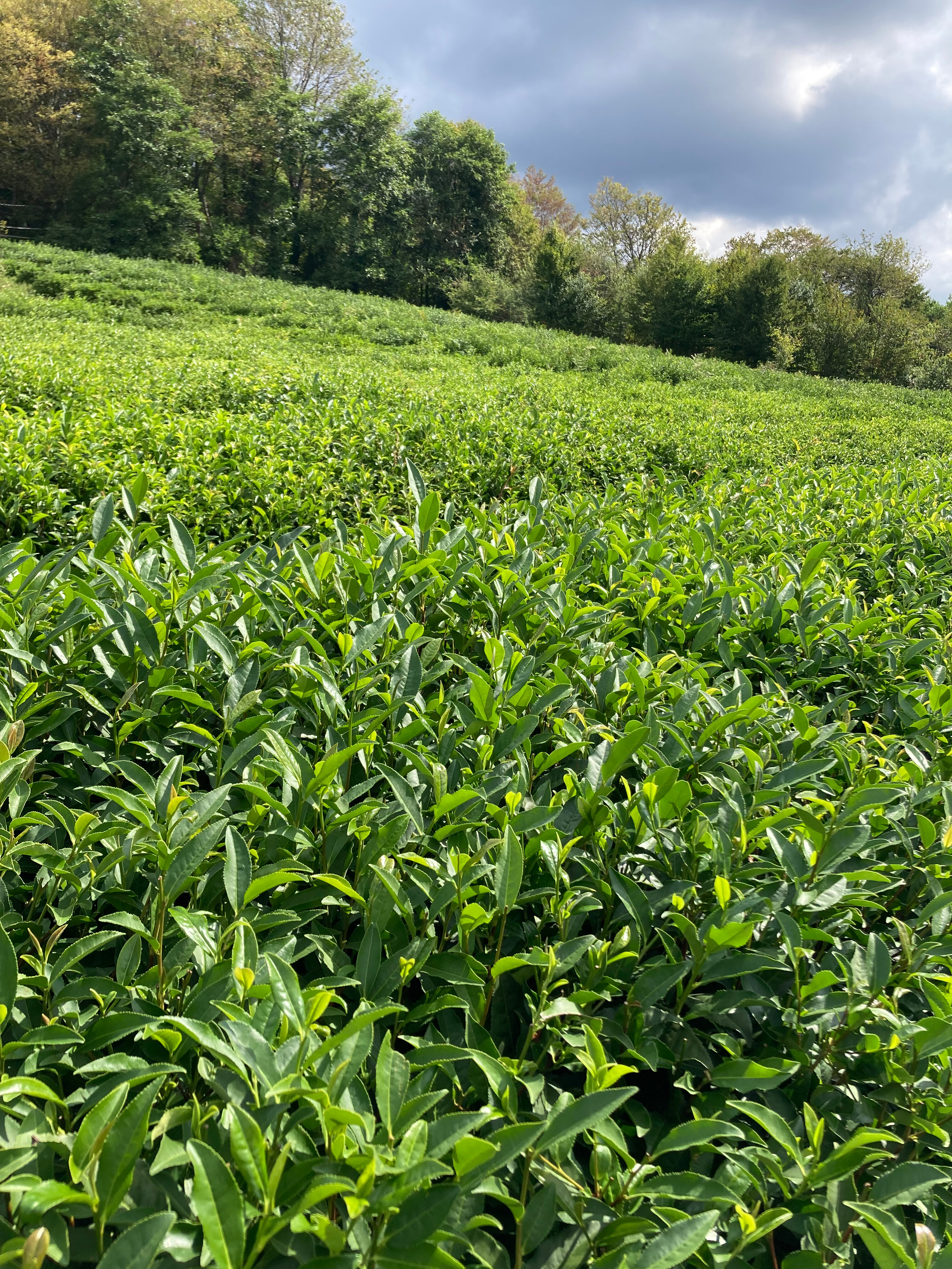 Фото Горный Эдем