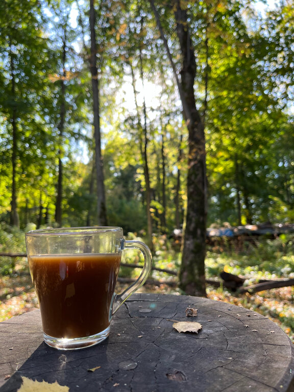 Фото Берёзовая роща