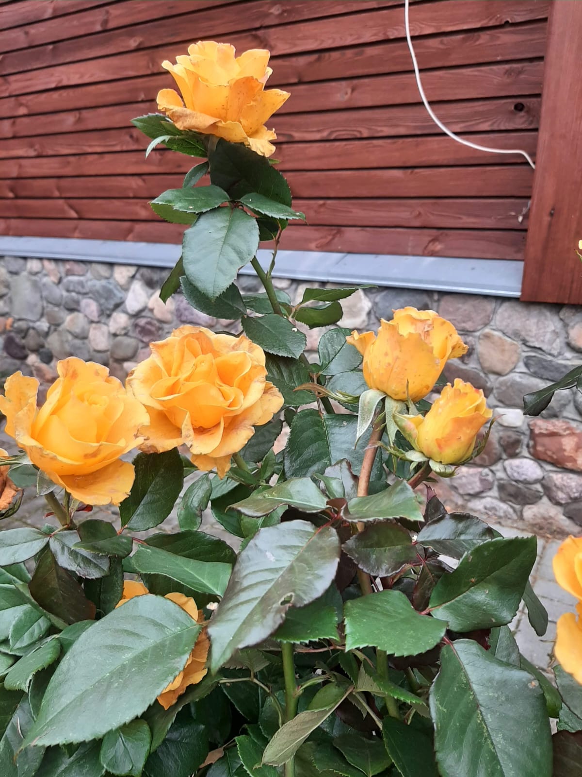 Фото Суздальское подворье с русской баней