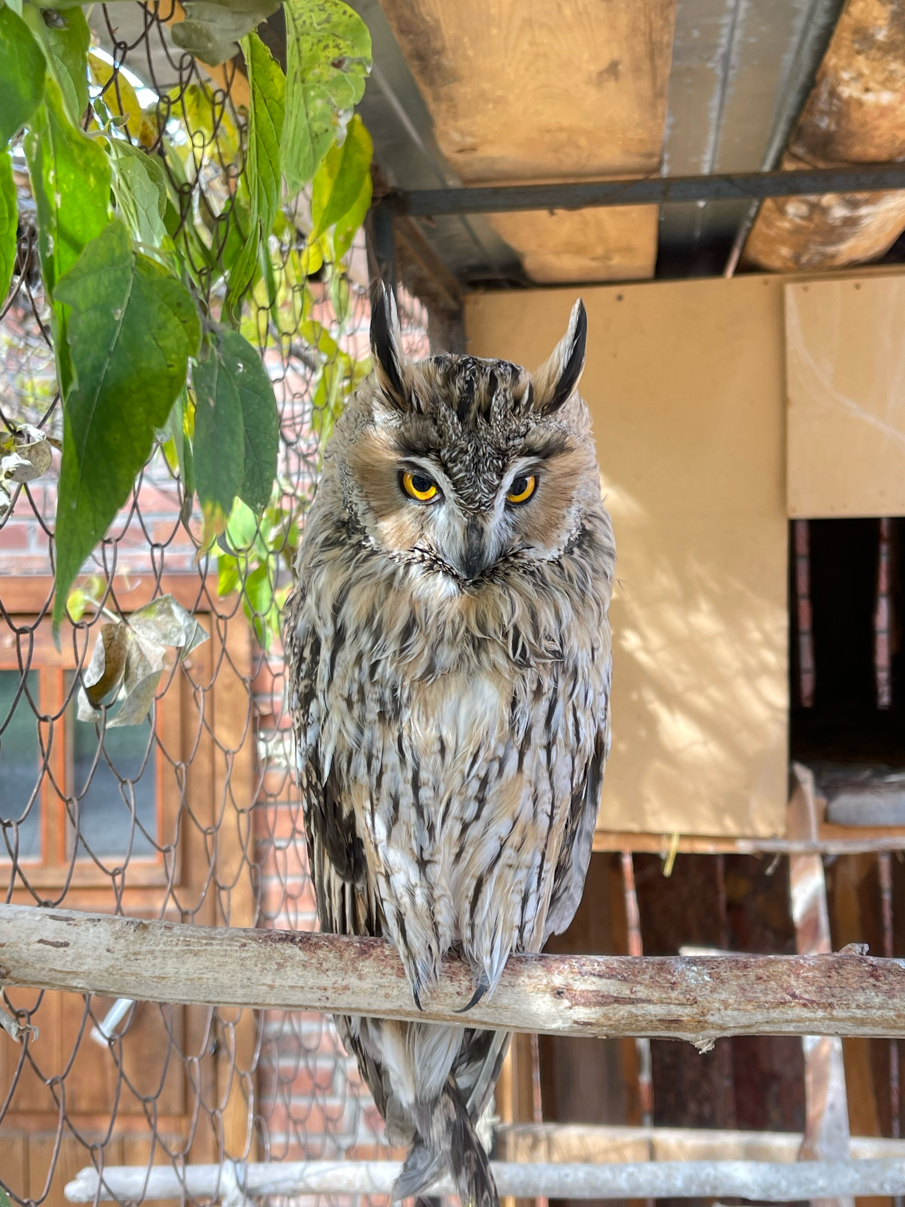 Фото Русский дом