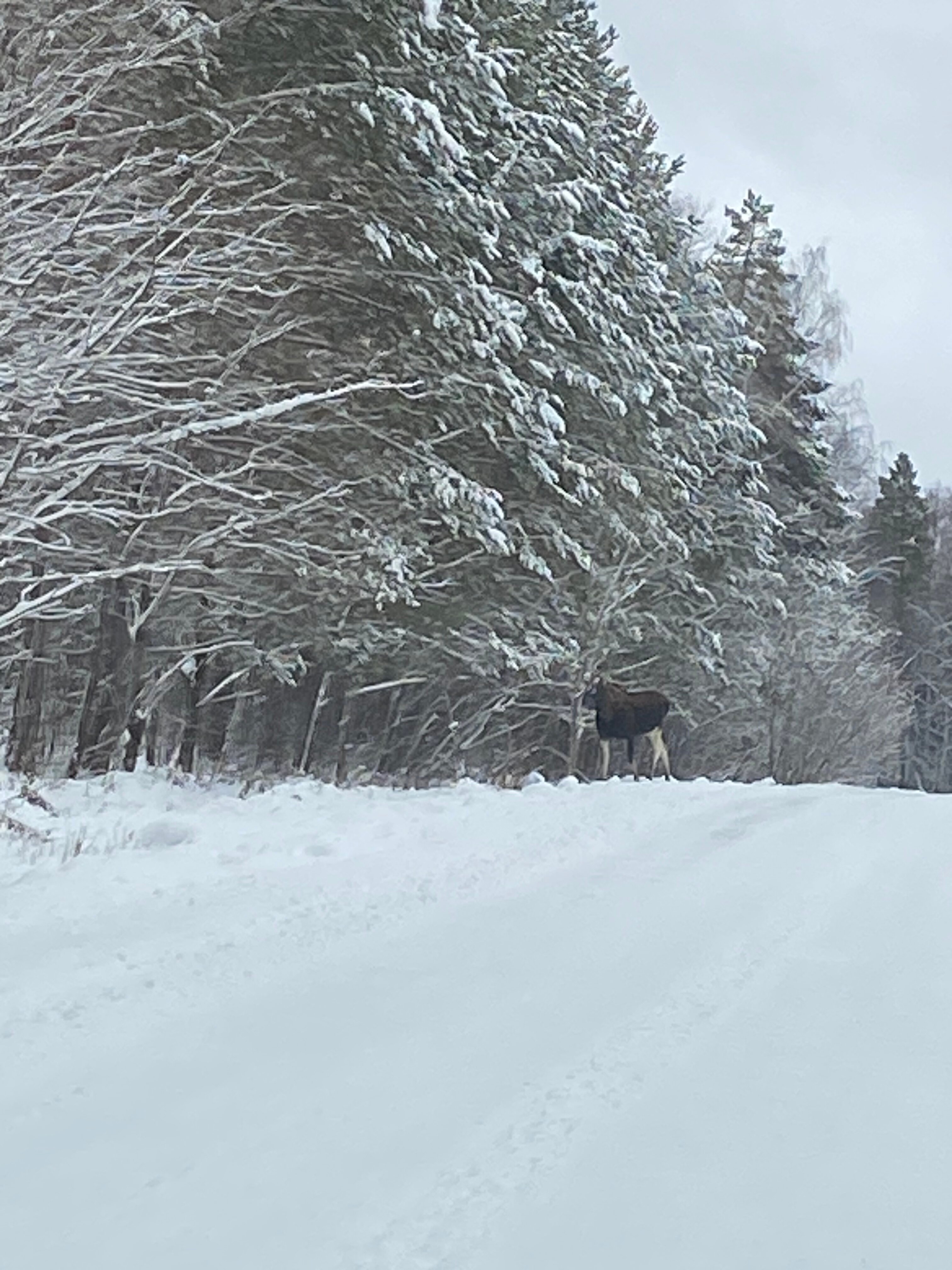 Фото Еловый мыс