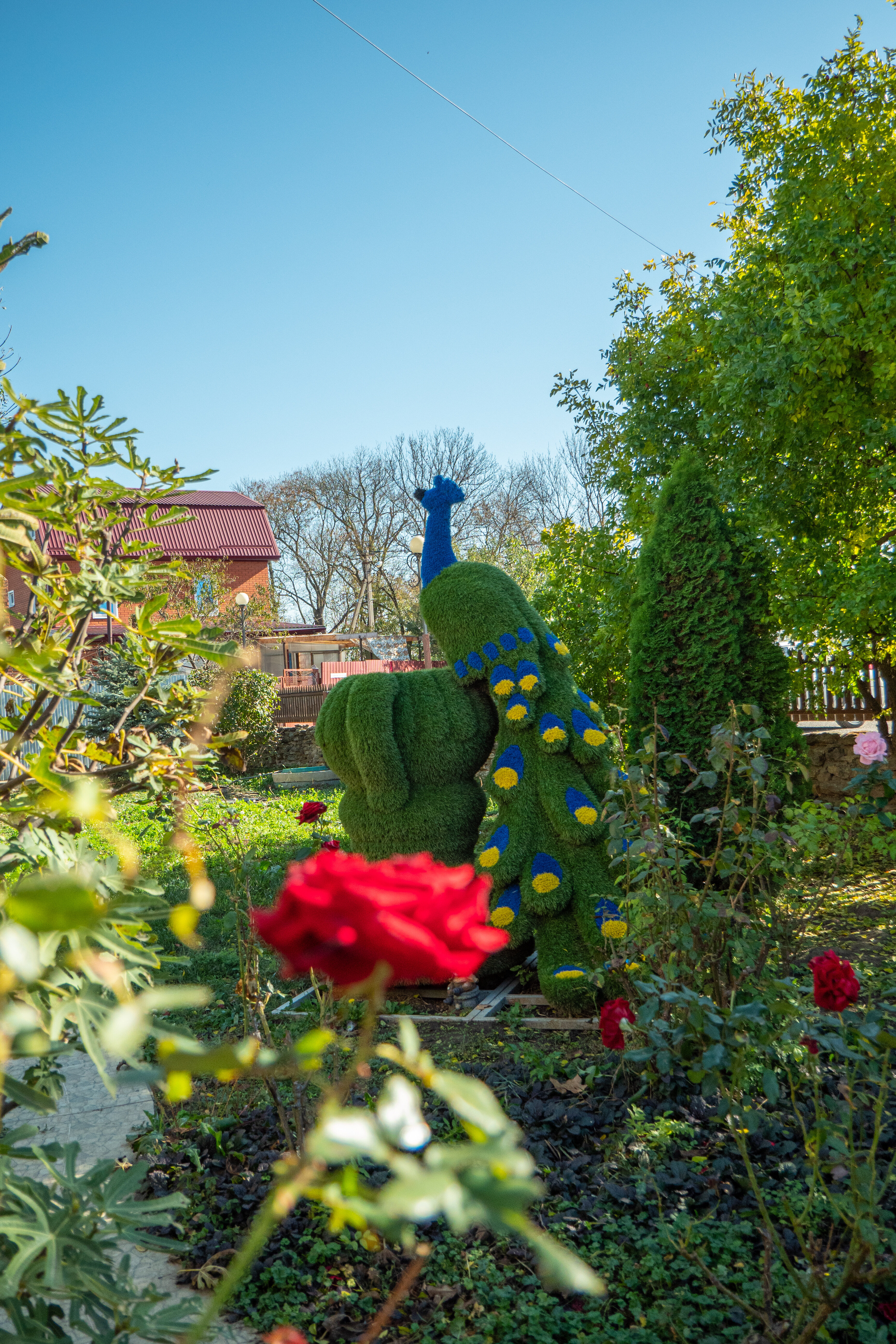 Фото Курени