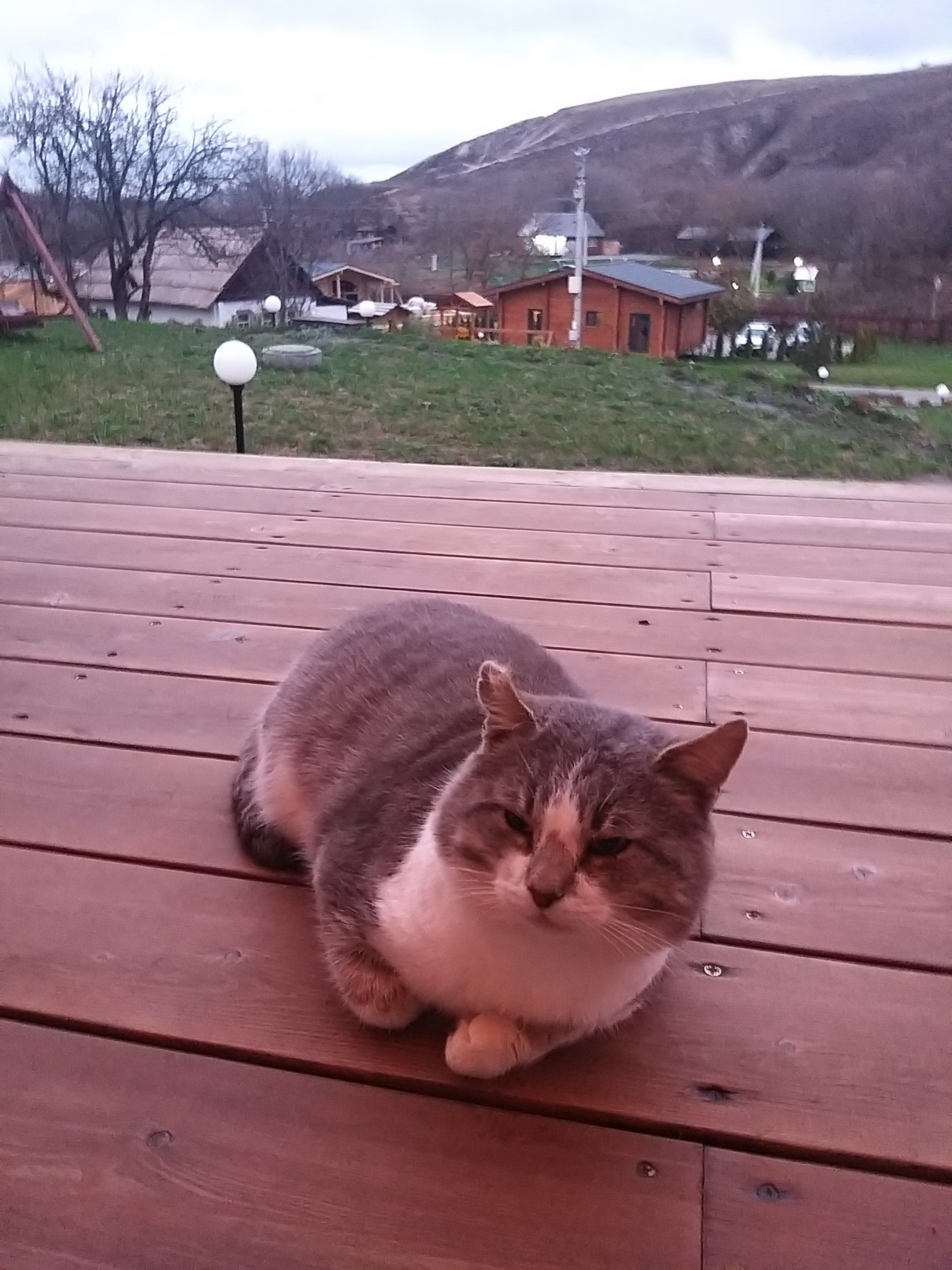 Фото Тихие Дивы