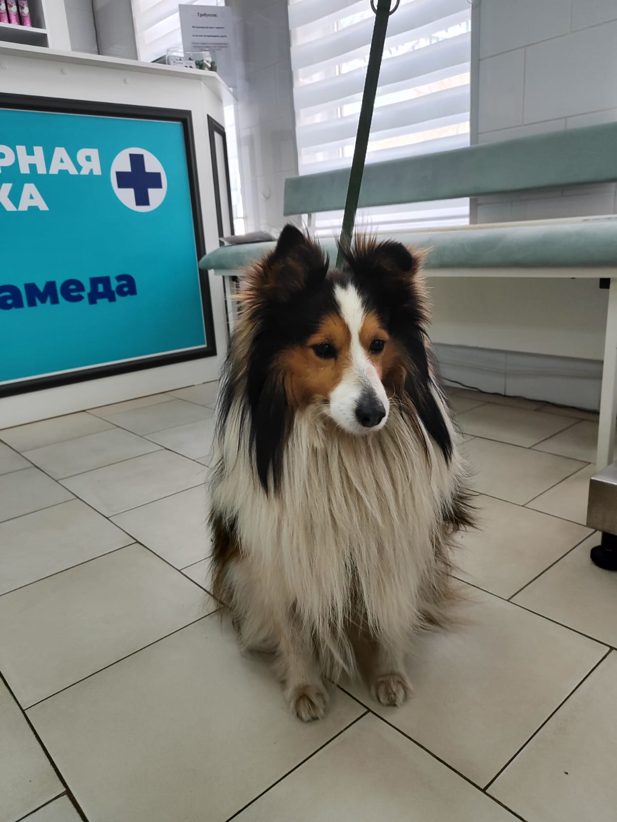 Аламеда - фото 3