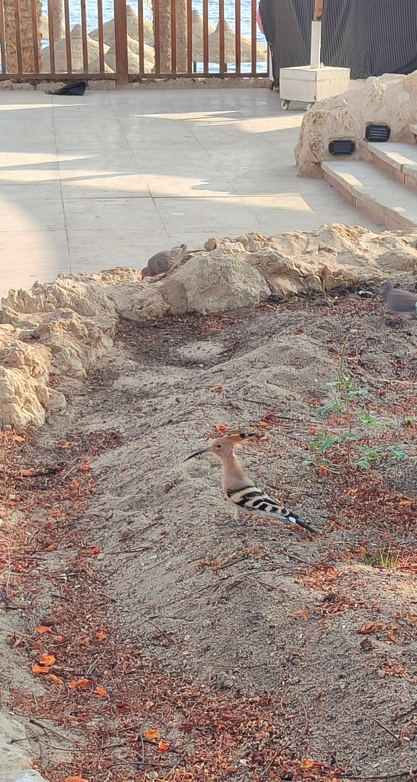 Фото The Grand Hotel Sharm El Sheikh