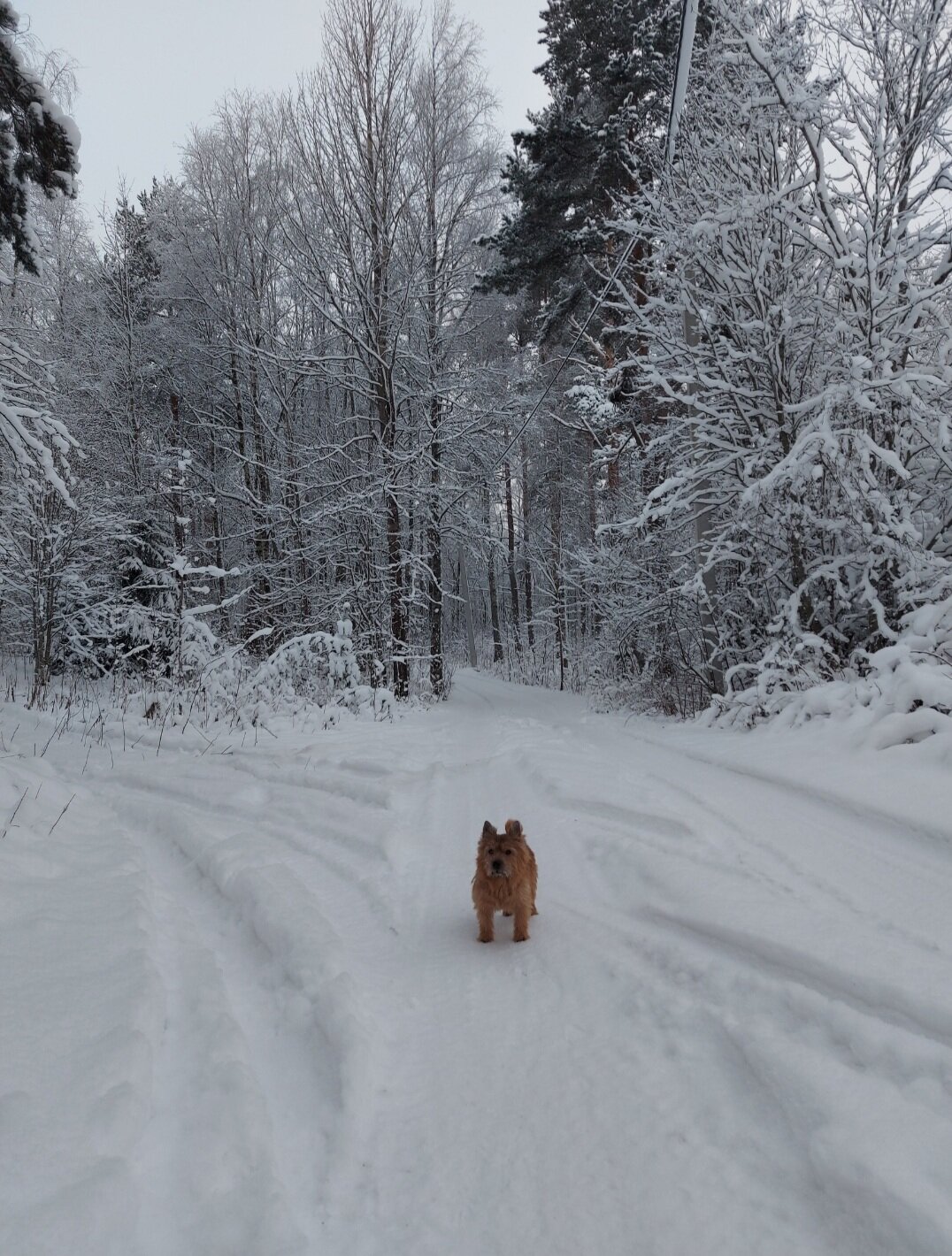 Фото Талони