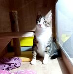 Wimpy Cat House (Tekirdağ, Corlu District, Hıdırağa Mah., Mandacı Kadir Ağa Sok., 10/A), animal shelter