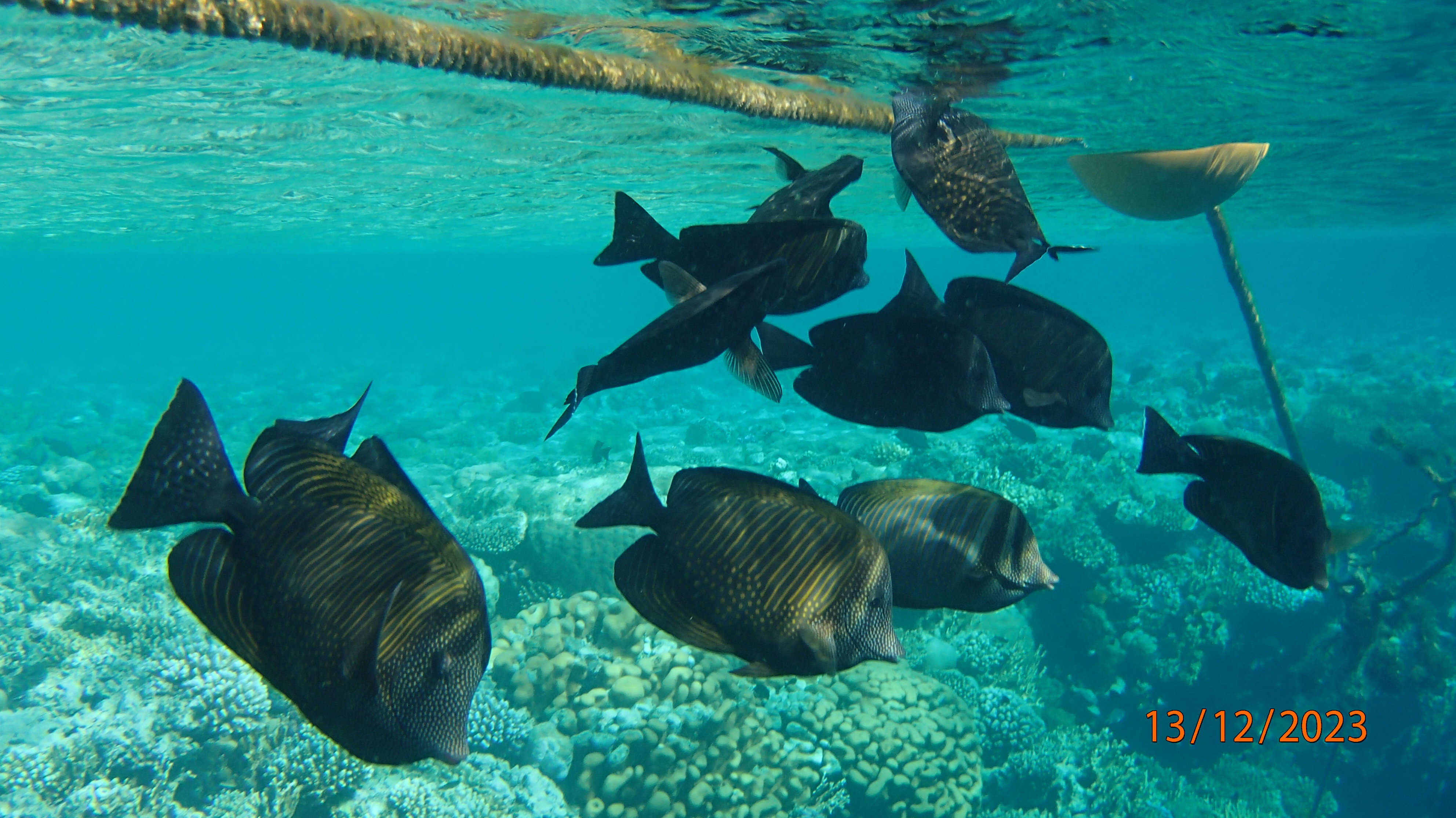 Фото Pickalbatros Royal Moderna Resort