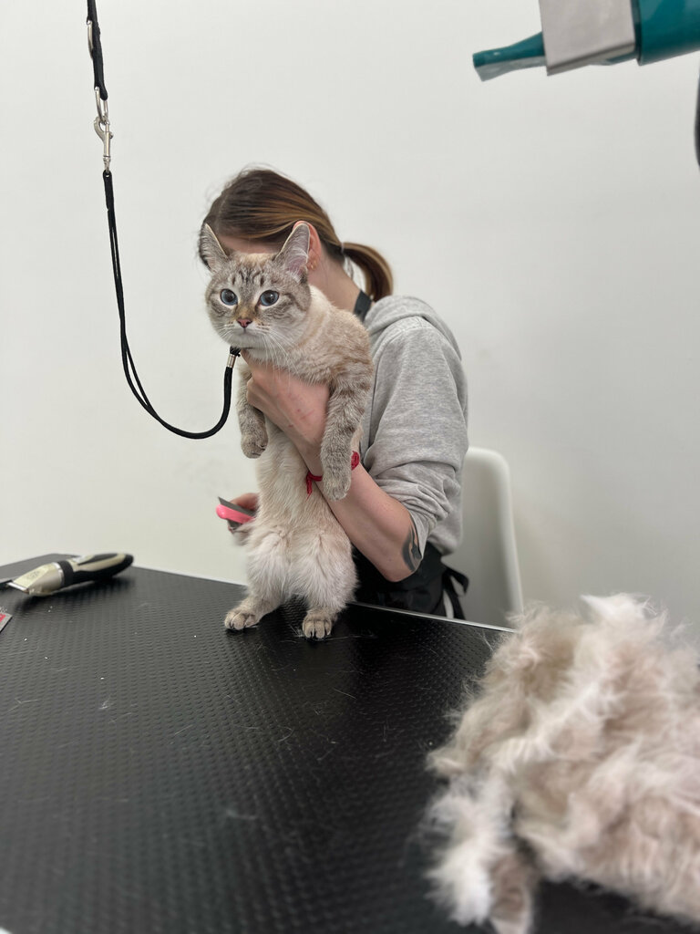 Pet salon Белый лис, Vladimir, photo