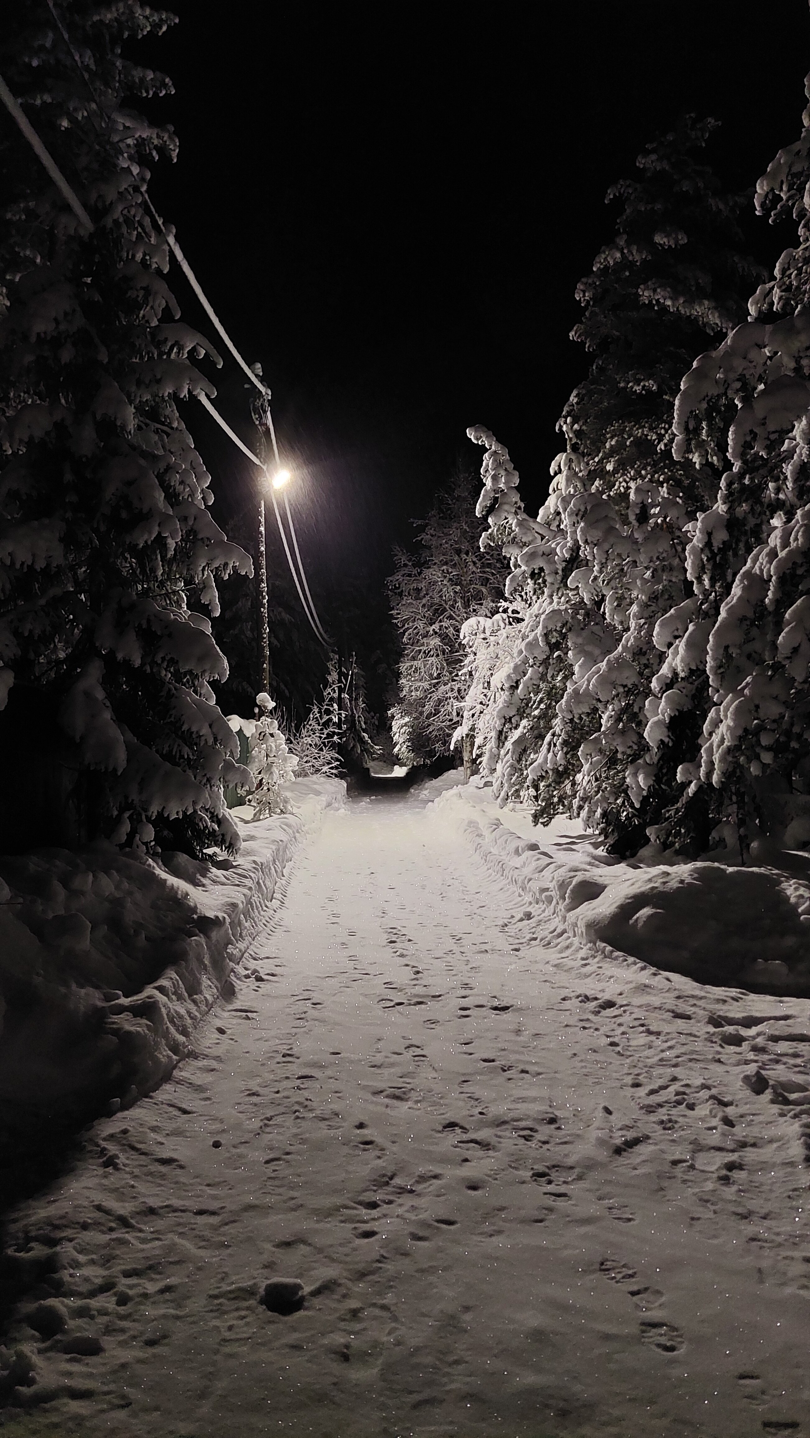 Фото Хвойный