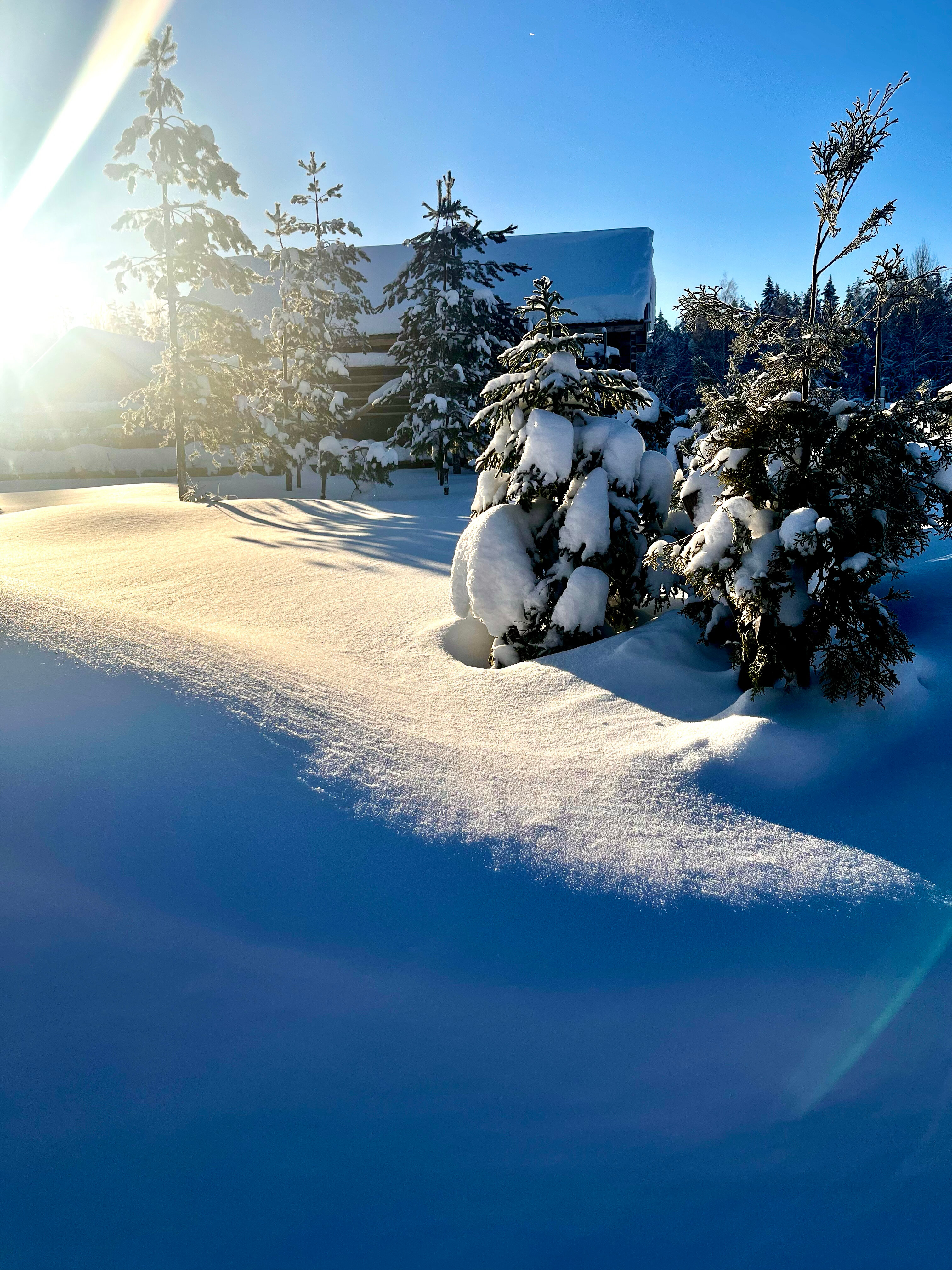 Фото Лесная Сова