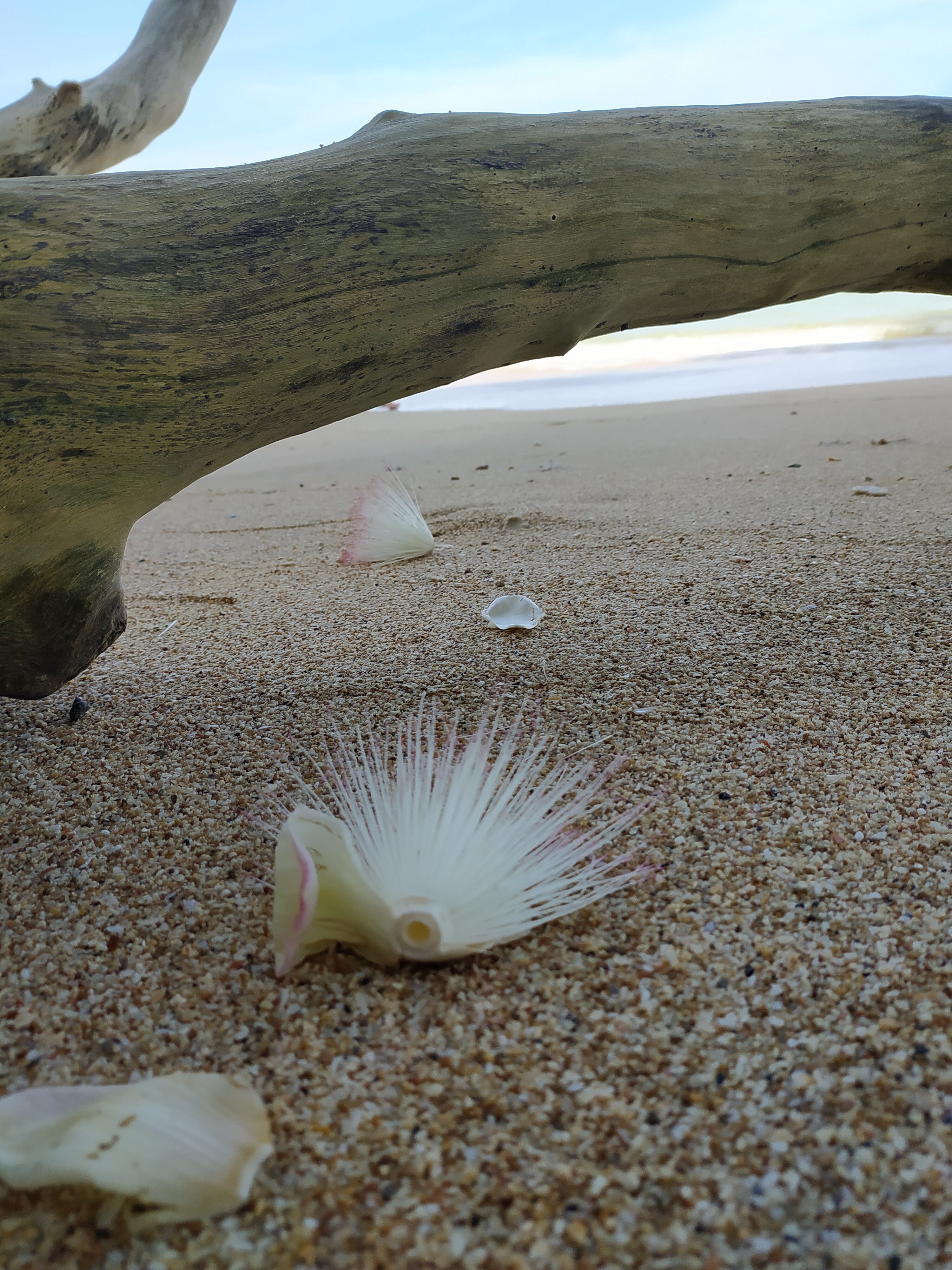 Фото Palm Galleria Resort