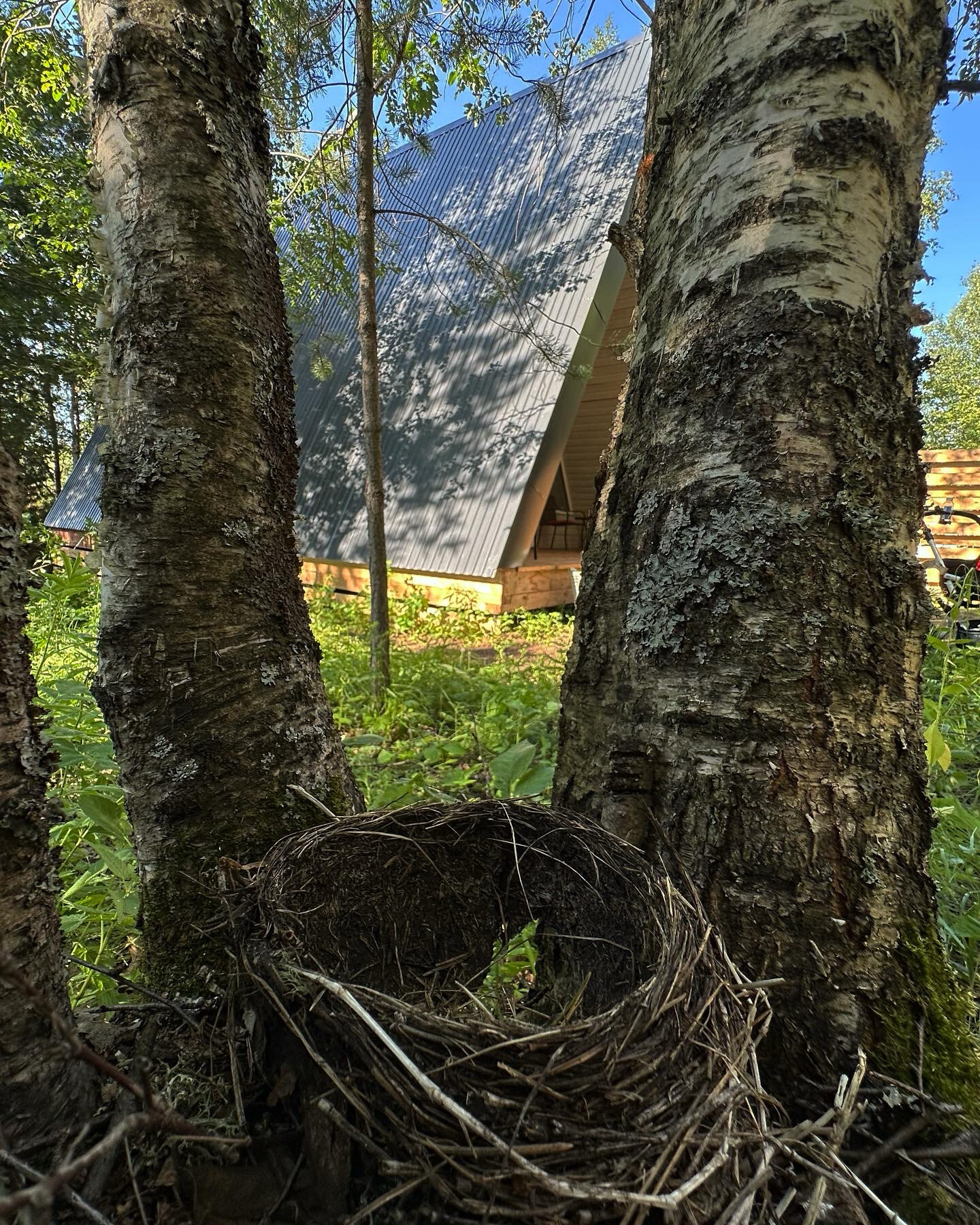 Фото Дом в лесу