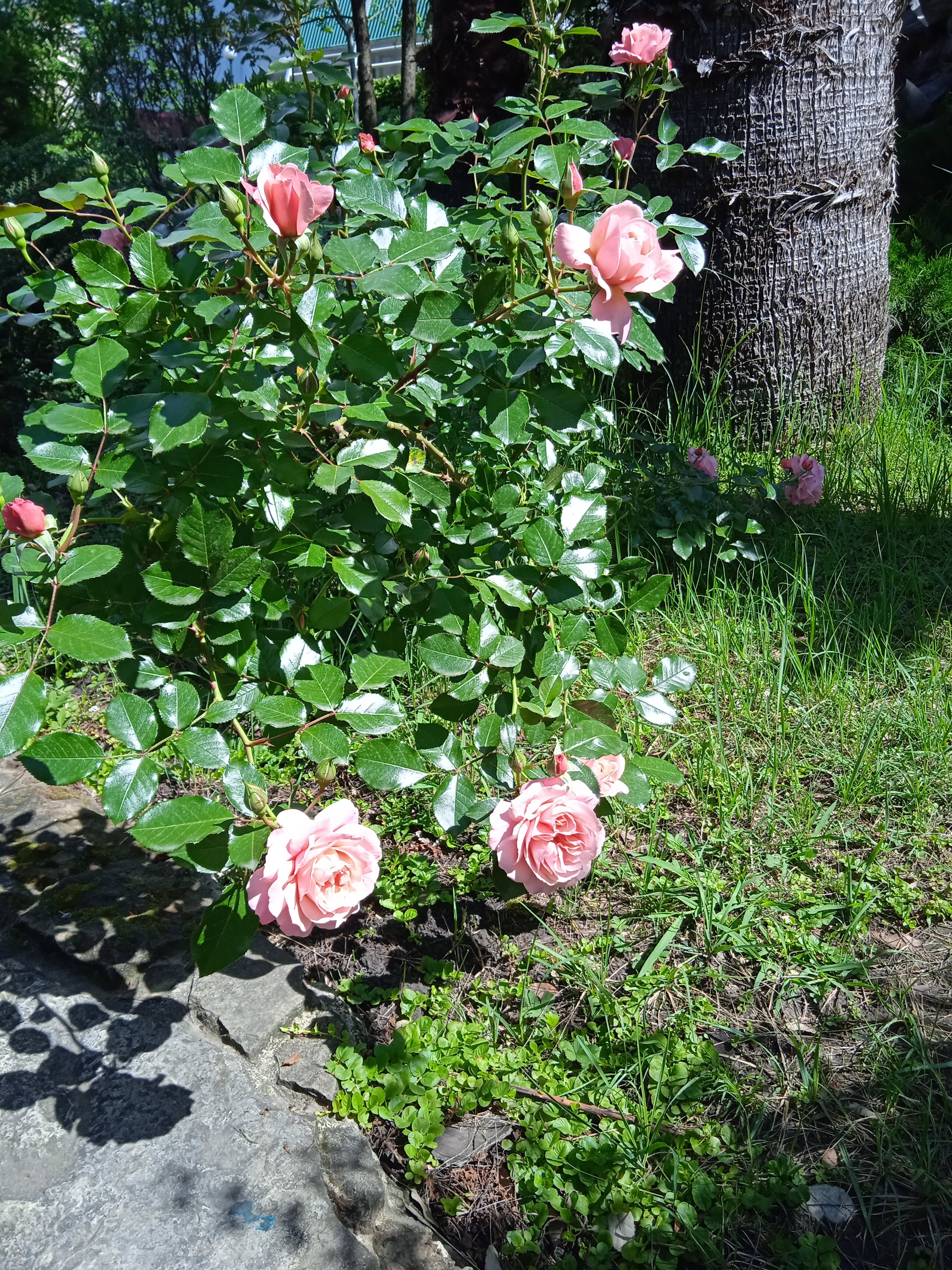 Фото Azimut Здоровье Ивушка