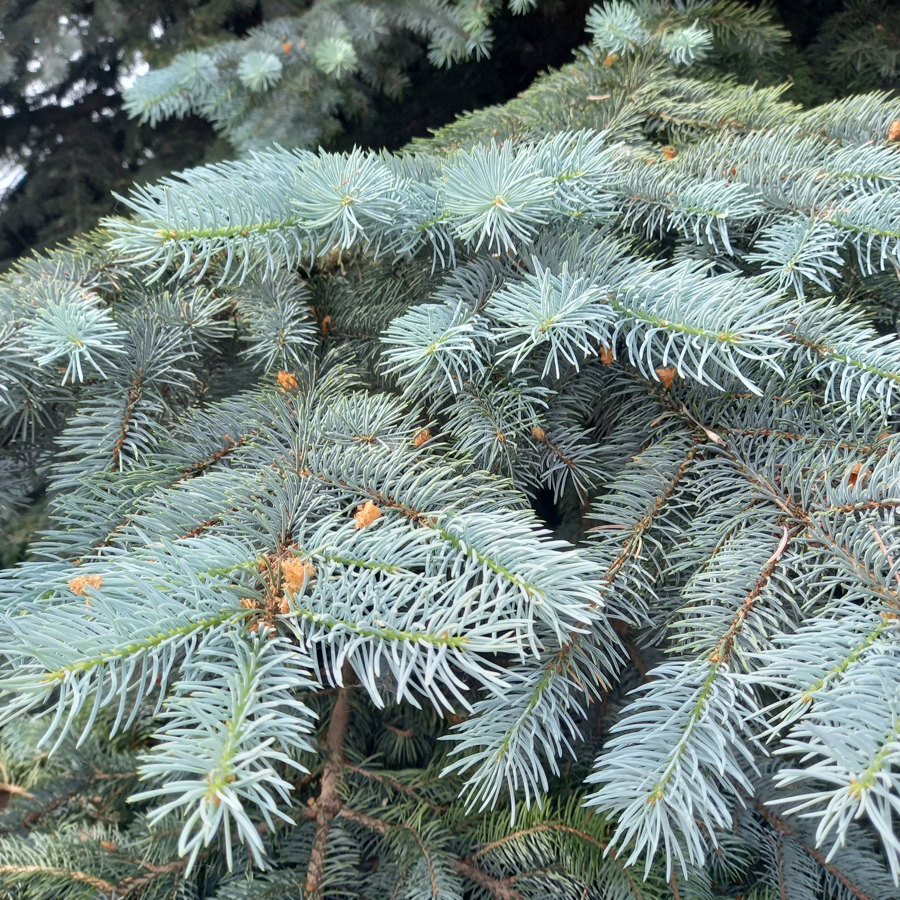 Фото Гостиница Орша