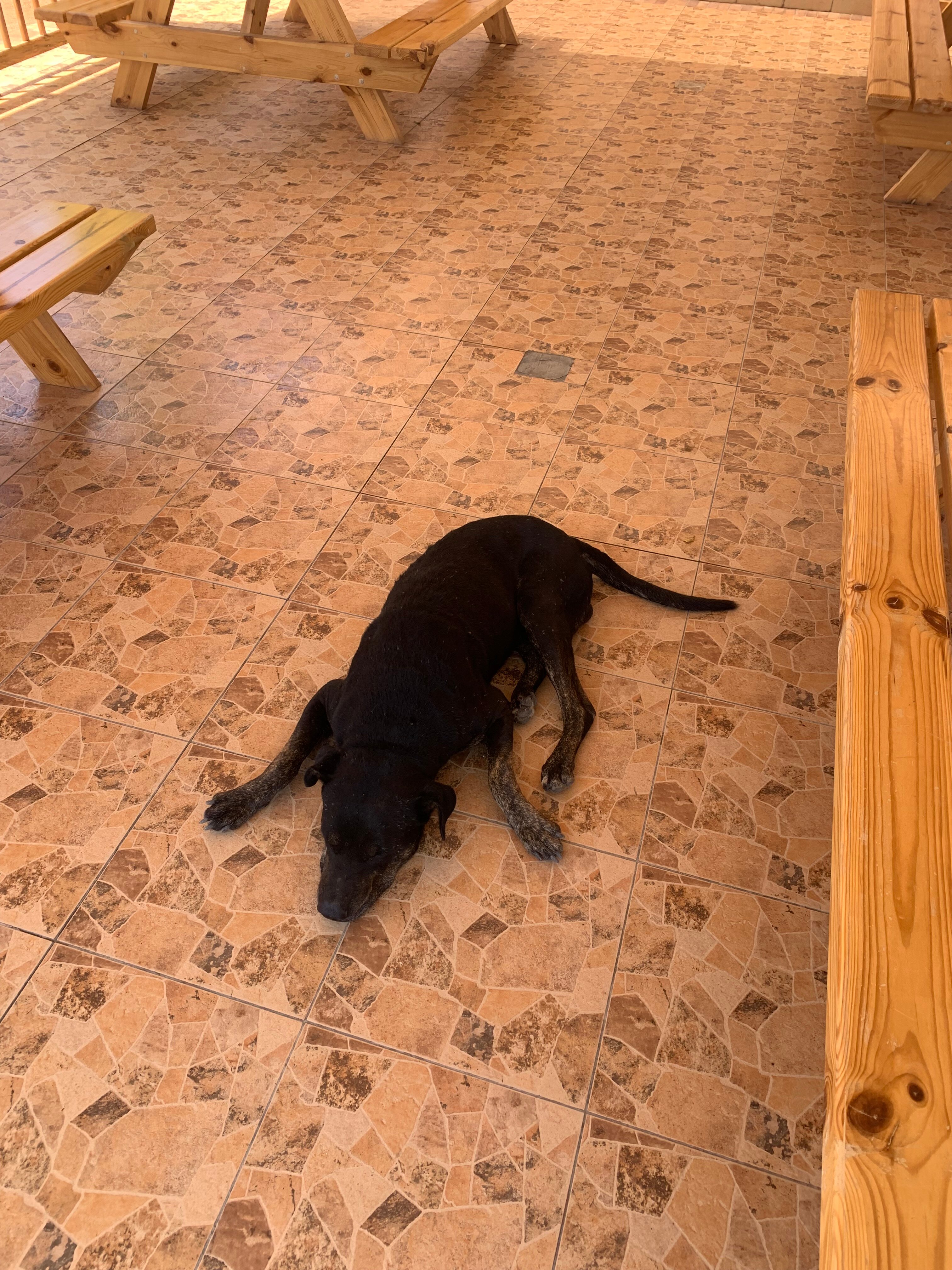 Фото Shams Hotel & Dive Centre