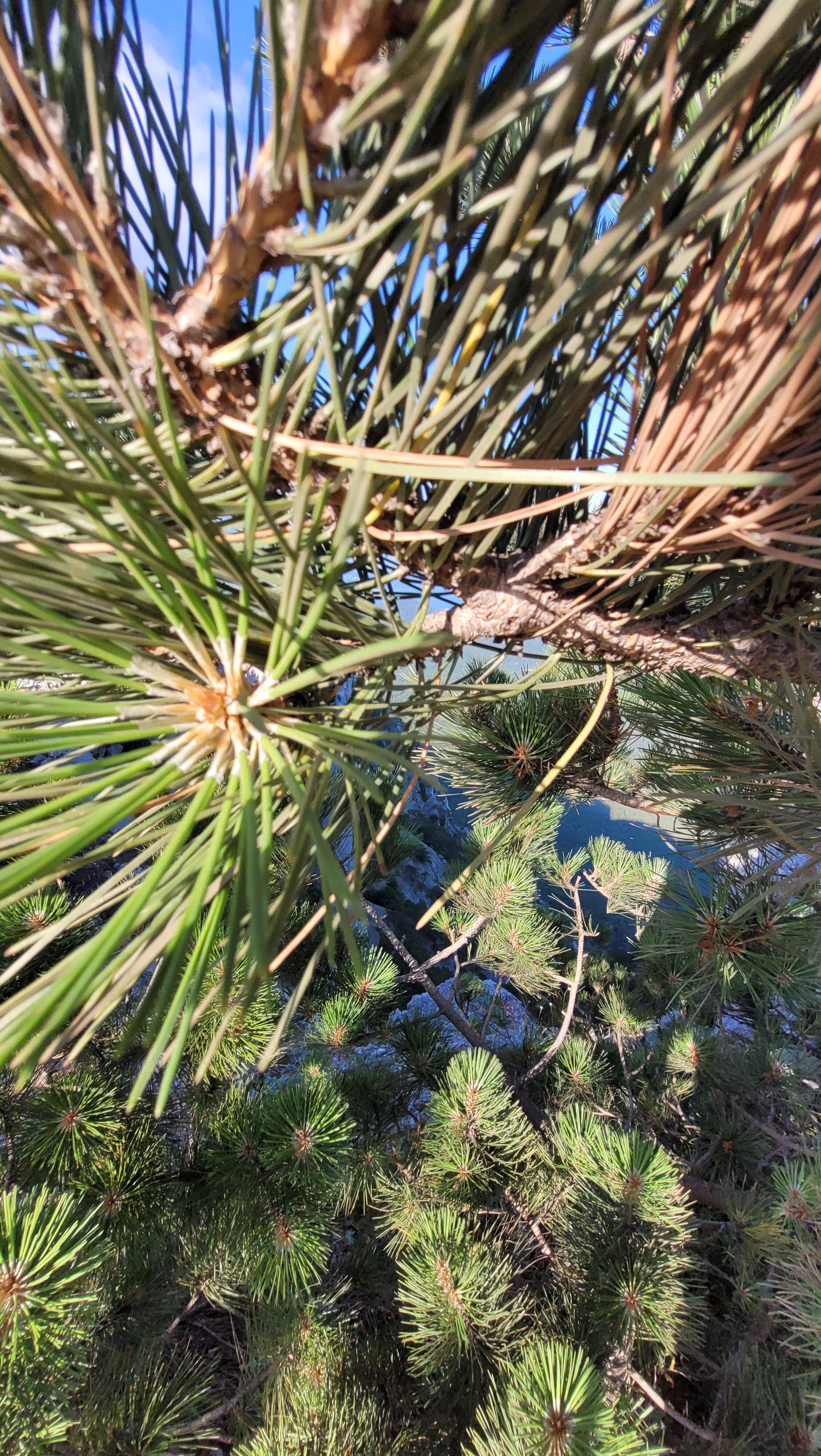 Фото Лесной уют