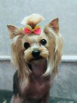 Sobaken (ulitsa Kulagina, 46), pet salon