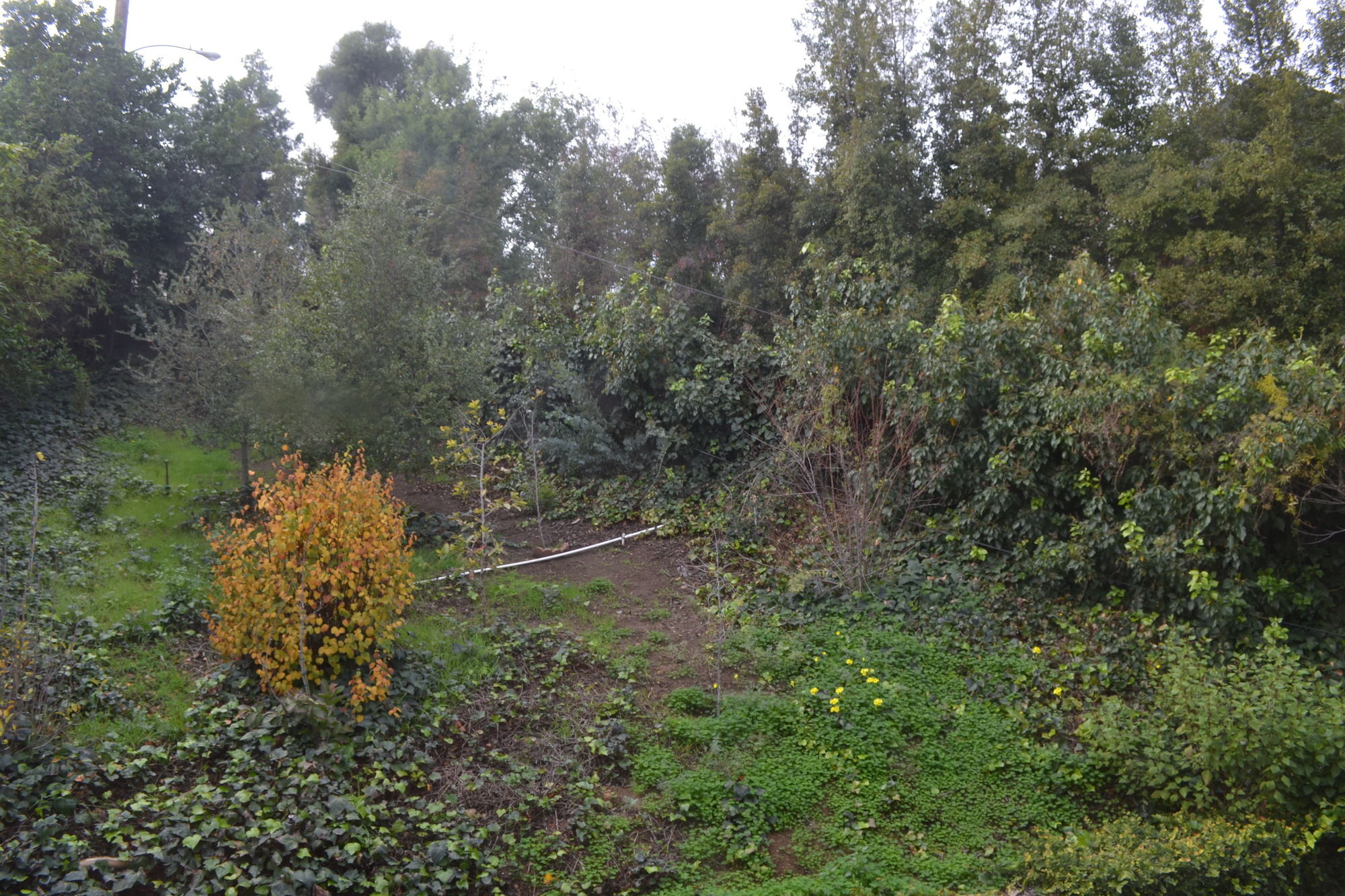 Фото Mini Mansion in Hollywood Hills