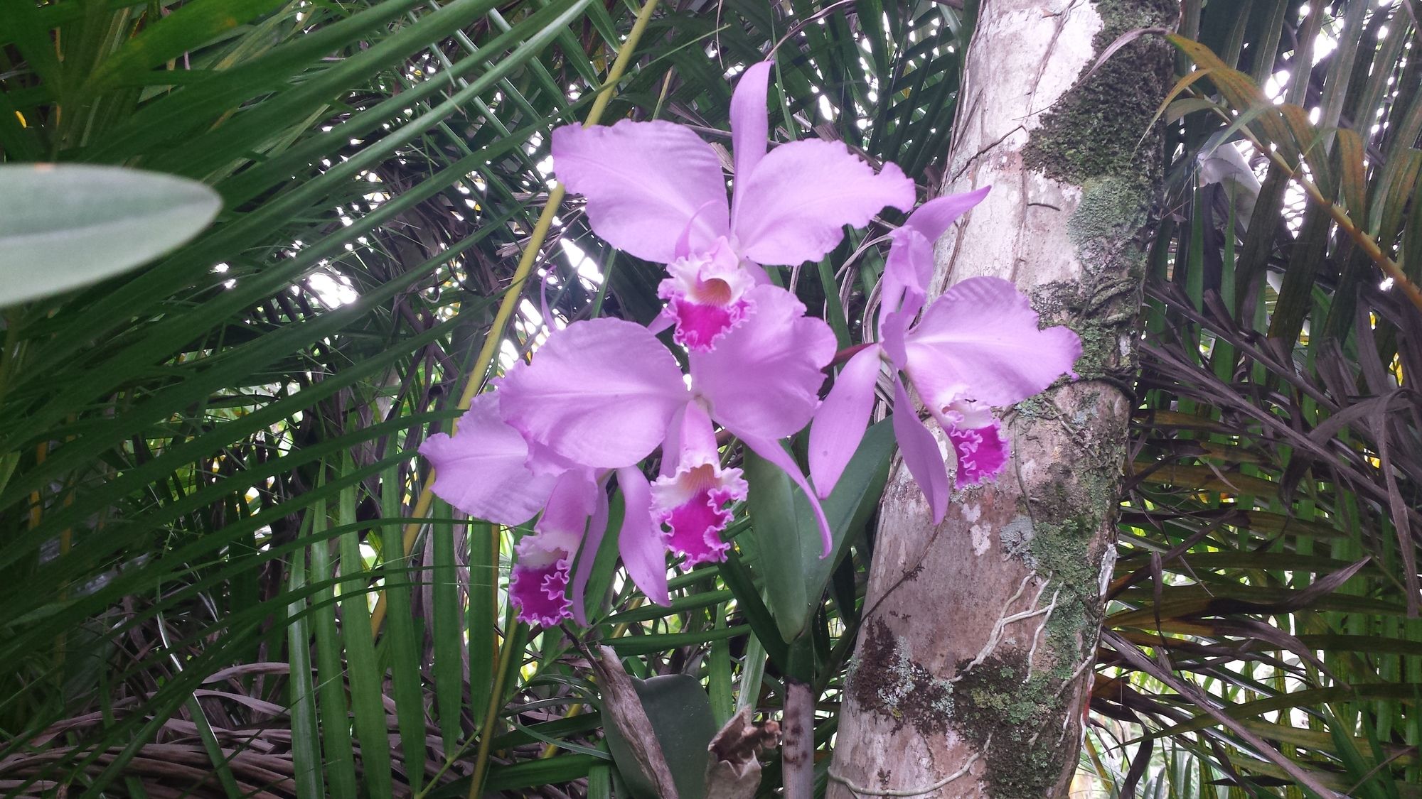 Фото Feiticeira Praia Hotel