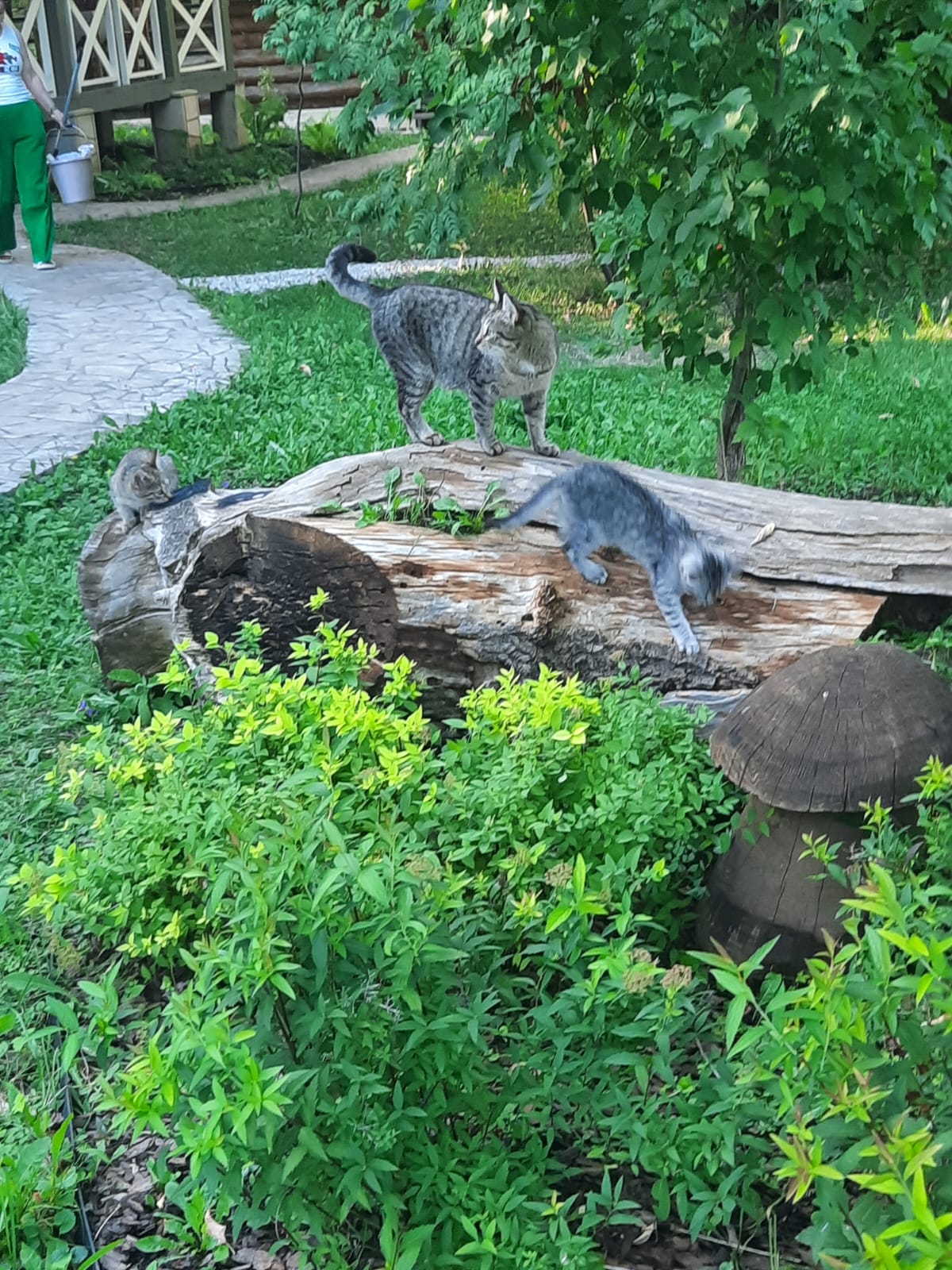 Фото Лукоморие