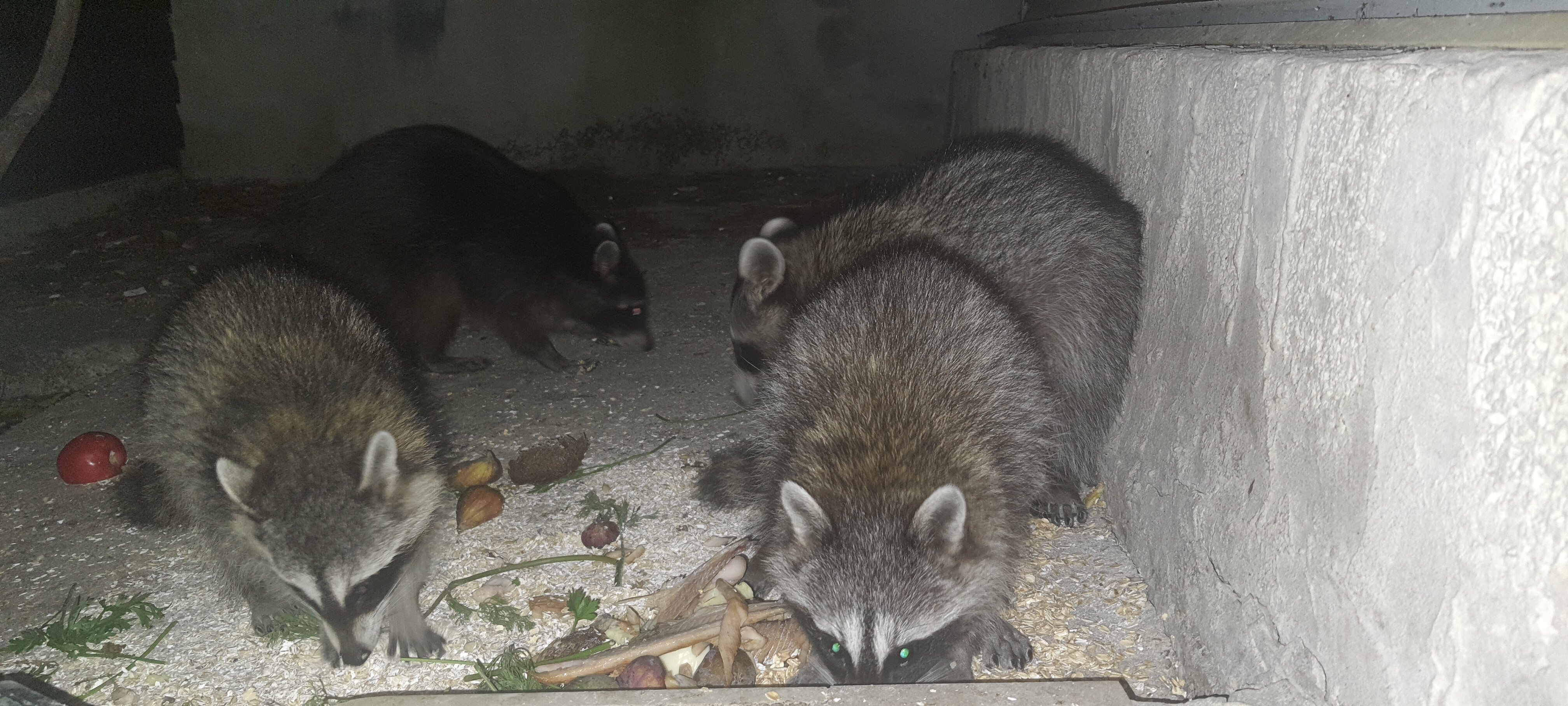 Фото Forest Club