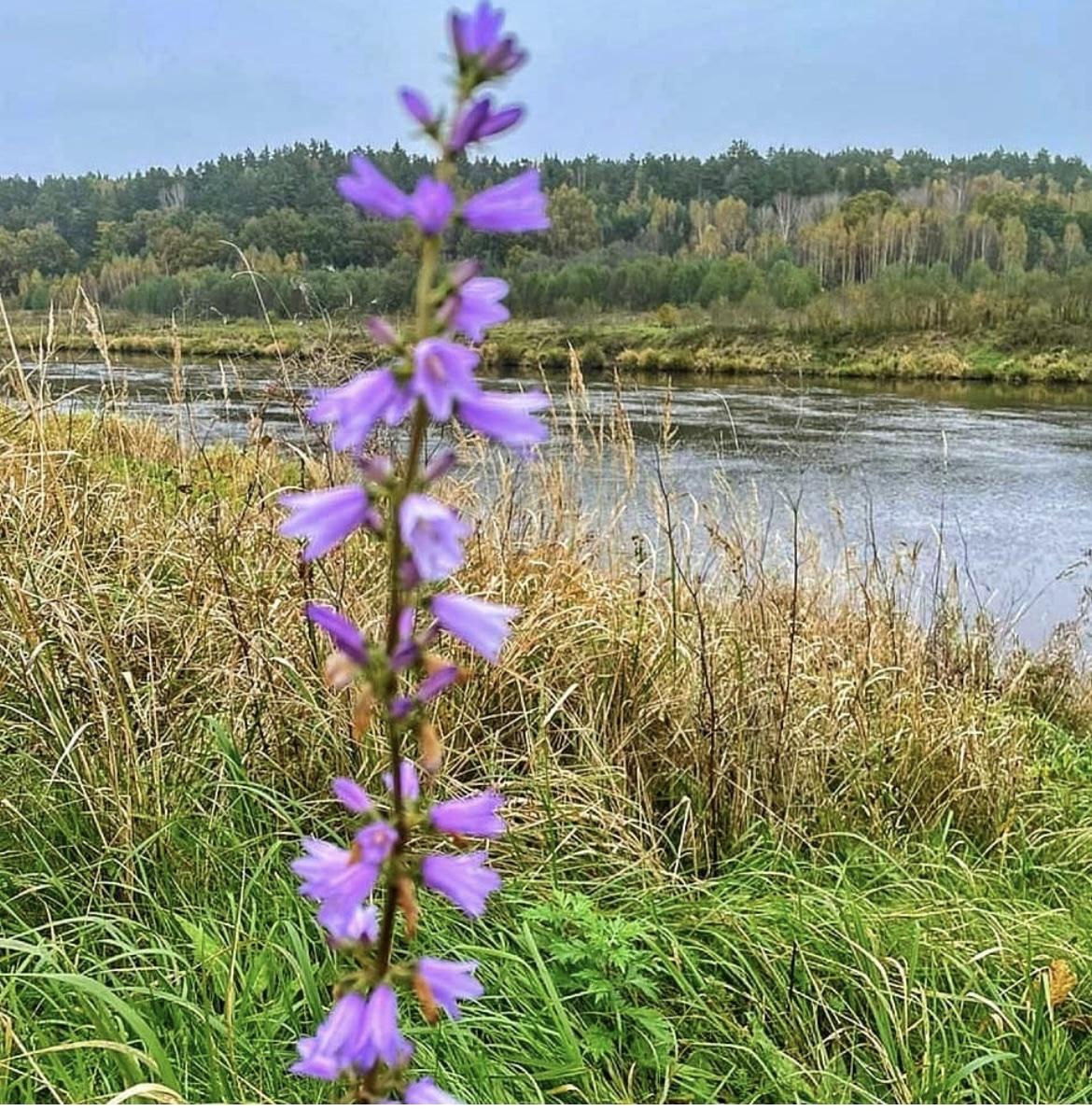 Фото Лаванда