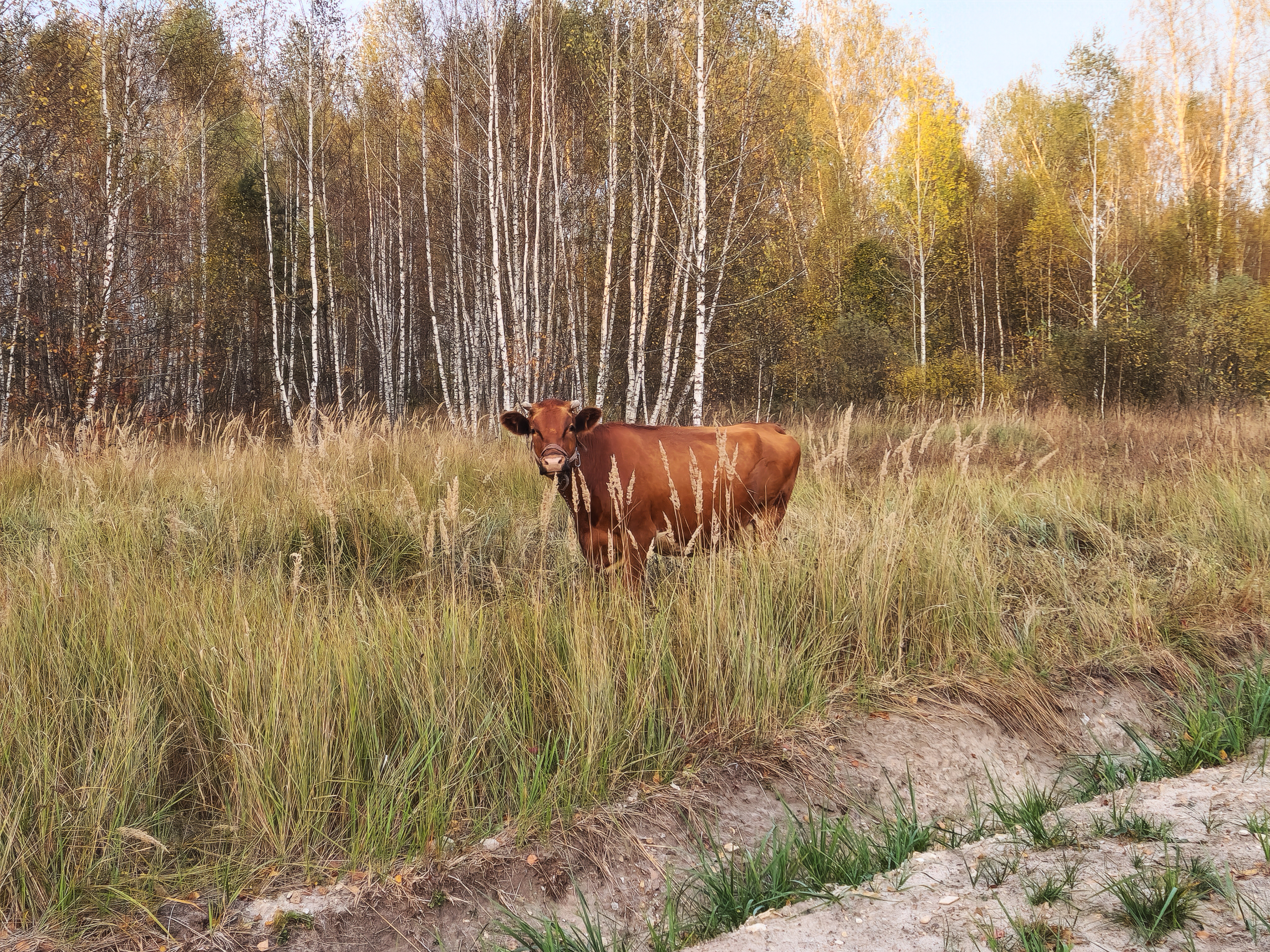 Фото Козы да Березы