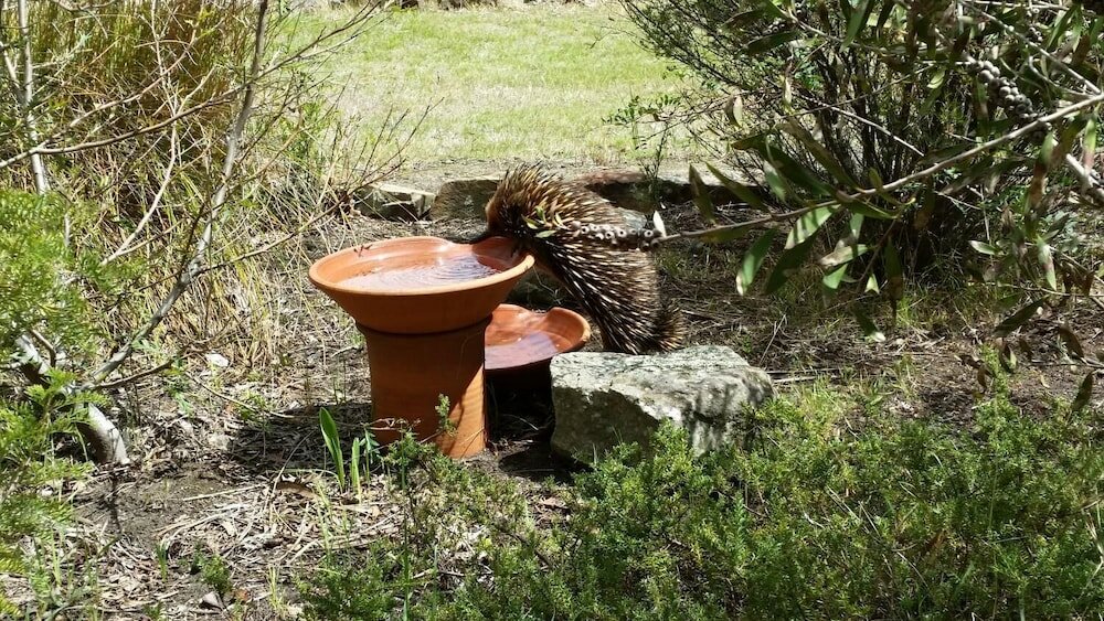 Фото Wind Song Bed & Breakfast