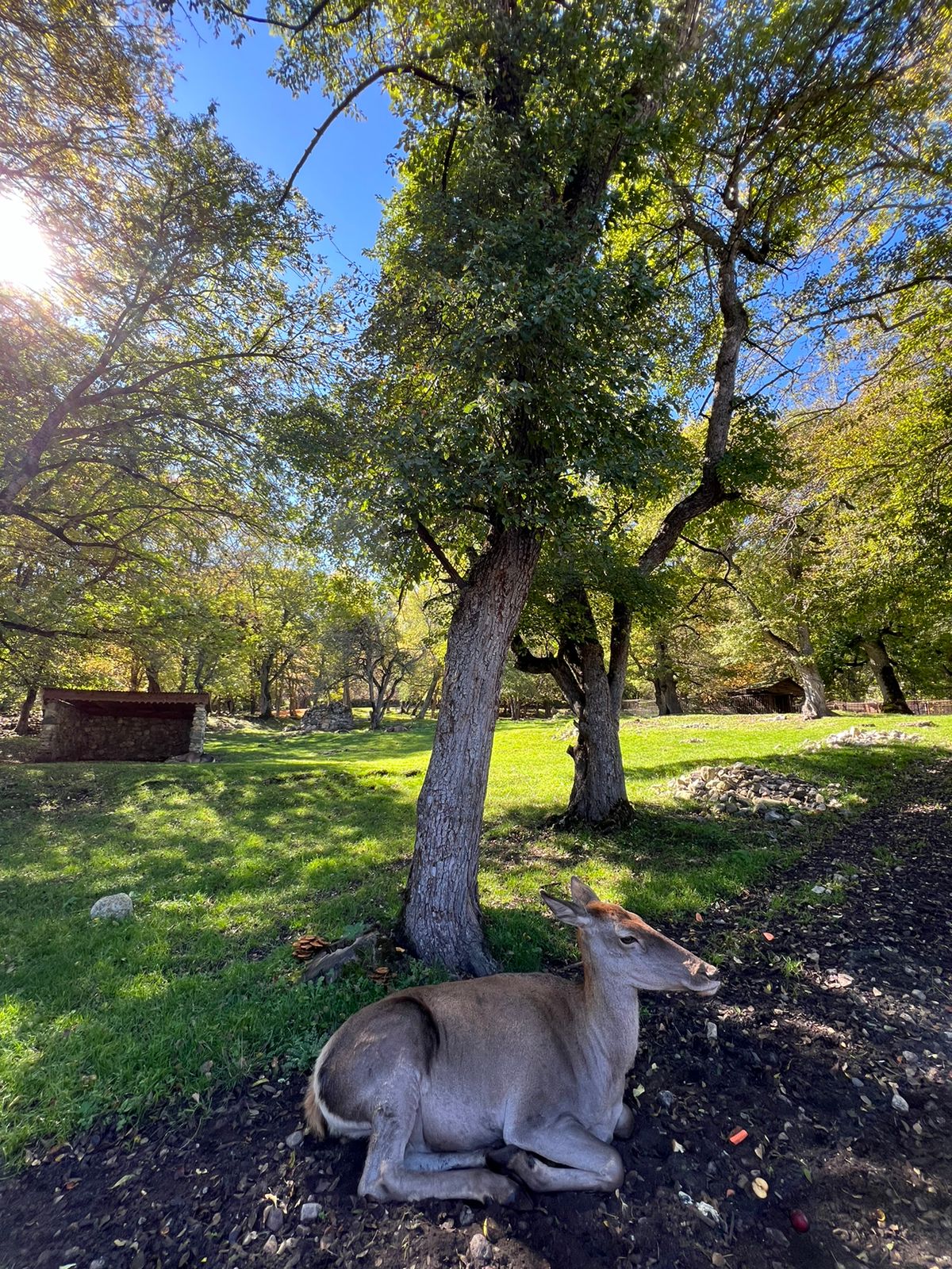 Фото Шелест