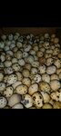 Фермерские продукты (stanitsa Kelermesskaya, Krestyanskaya ulitsa, 12), grocery