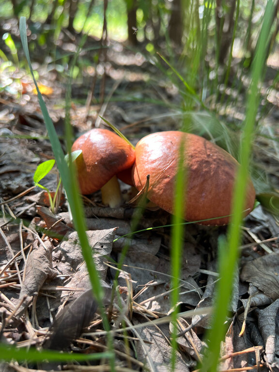 Фото Хэллоферма