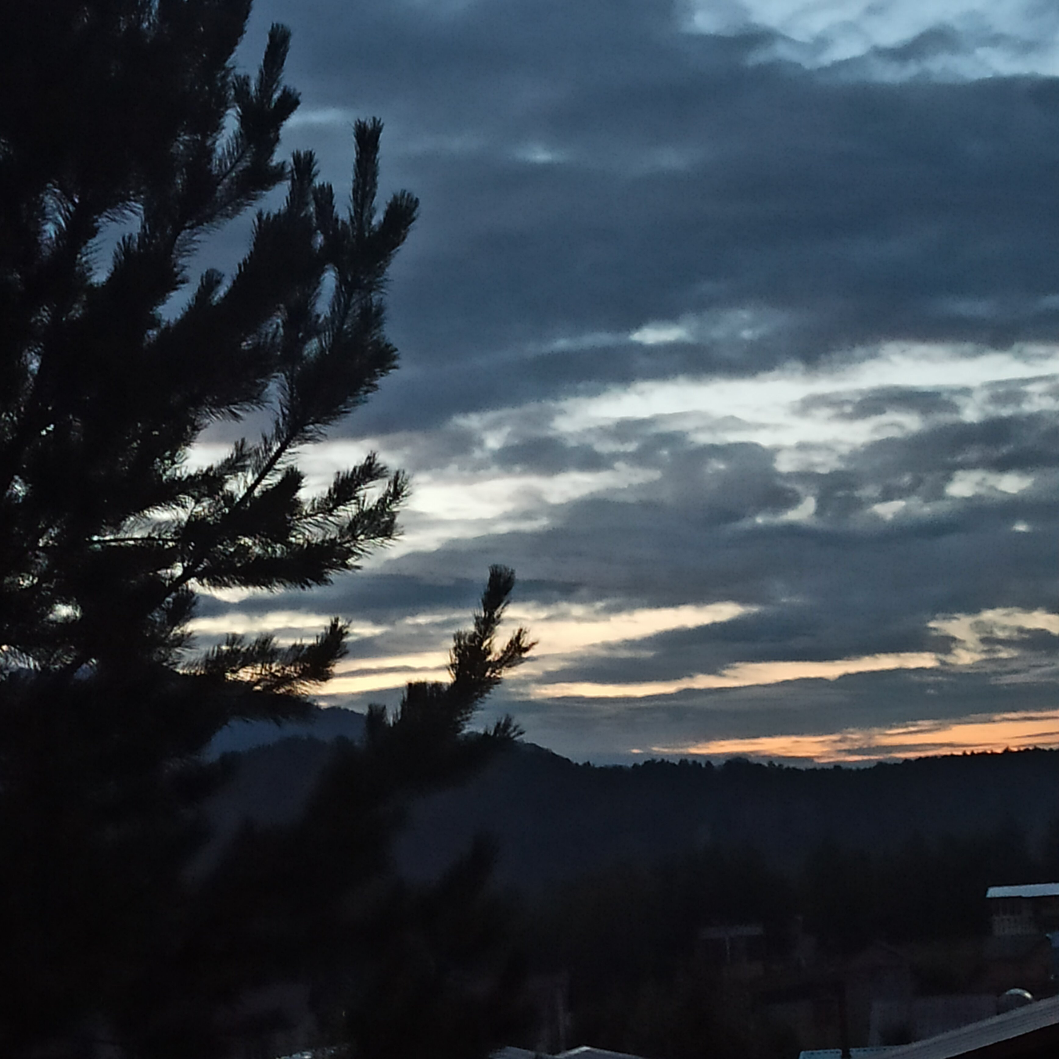 Фото Шишкин лес