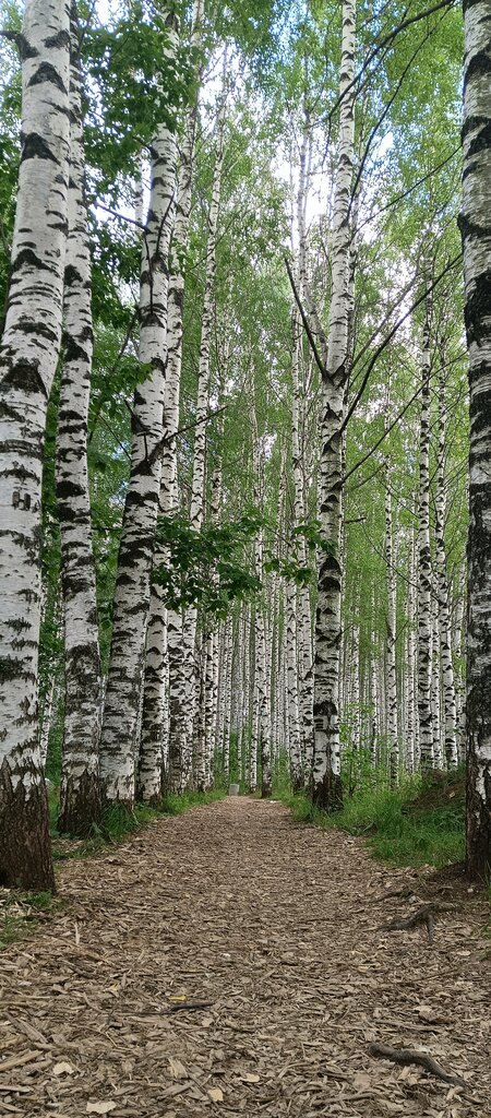 معلم جذب سياحي Чижевское городище ، كيروف، صورة