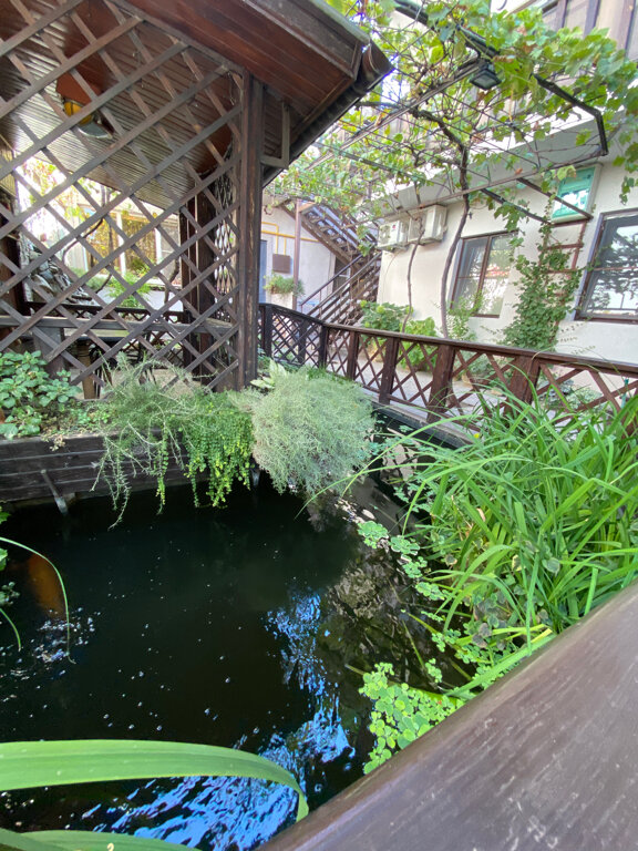 Фото Золотая рыбка