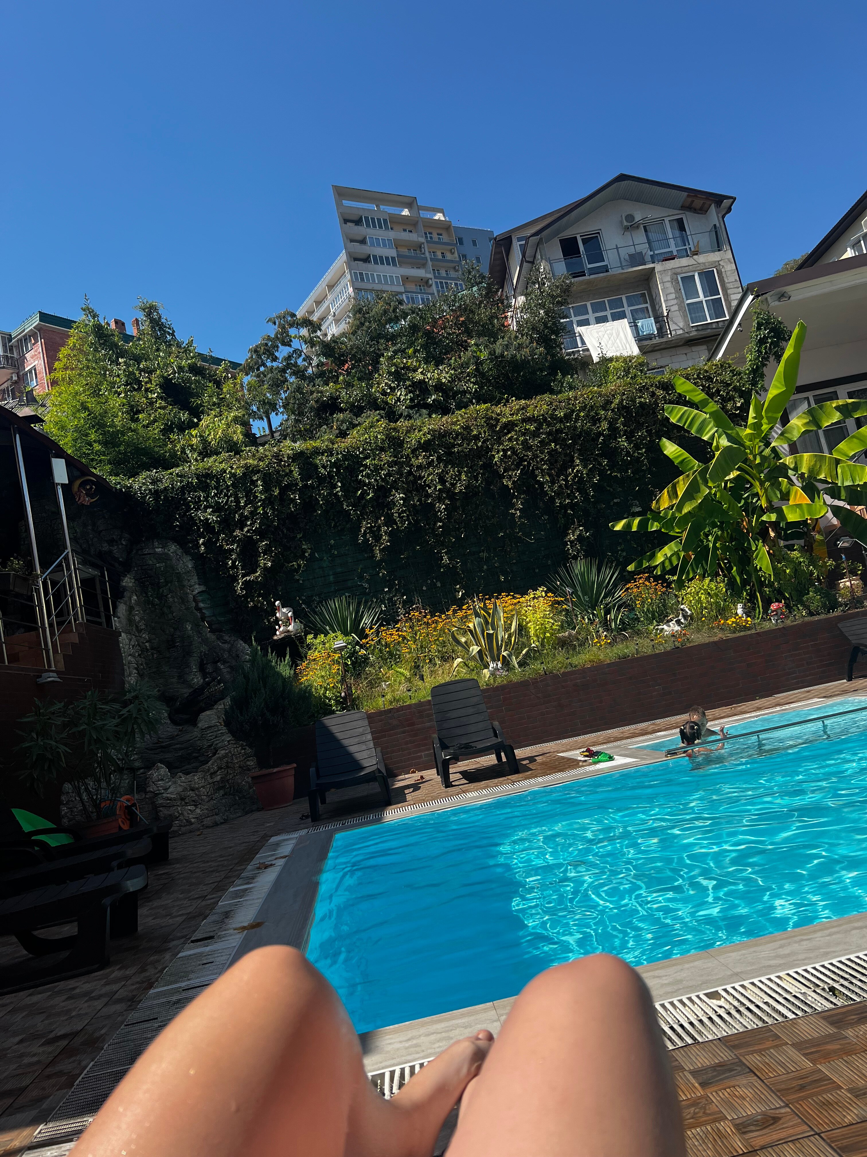 Фото Азалия Мимоза