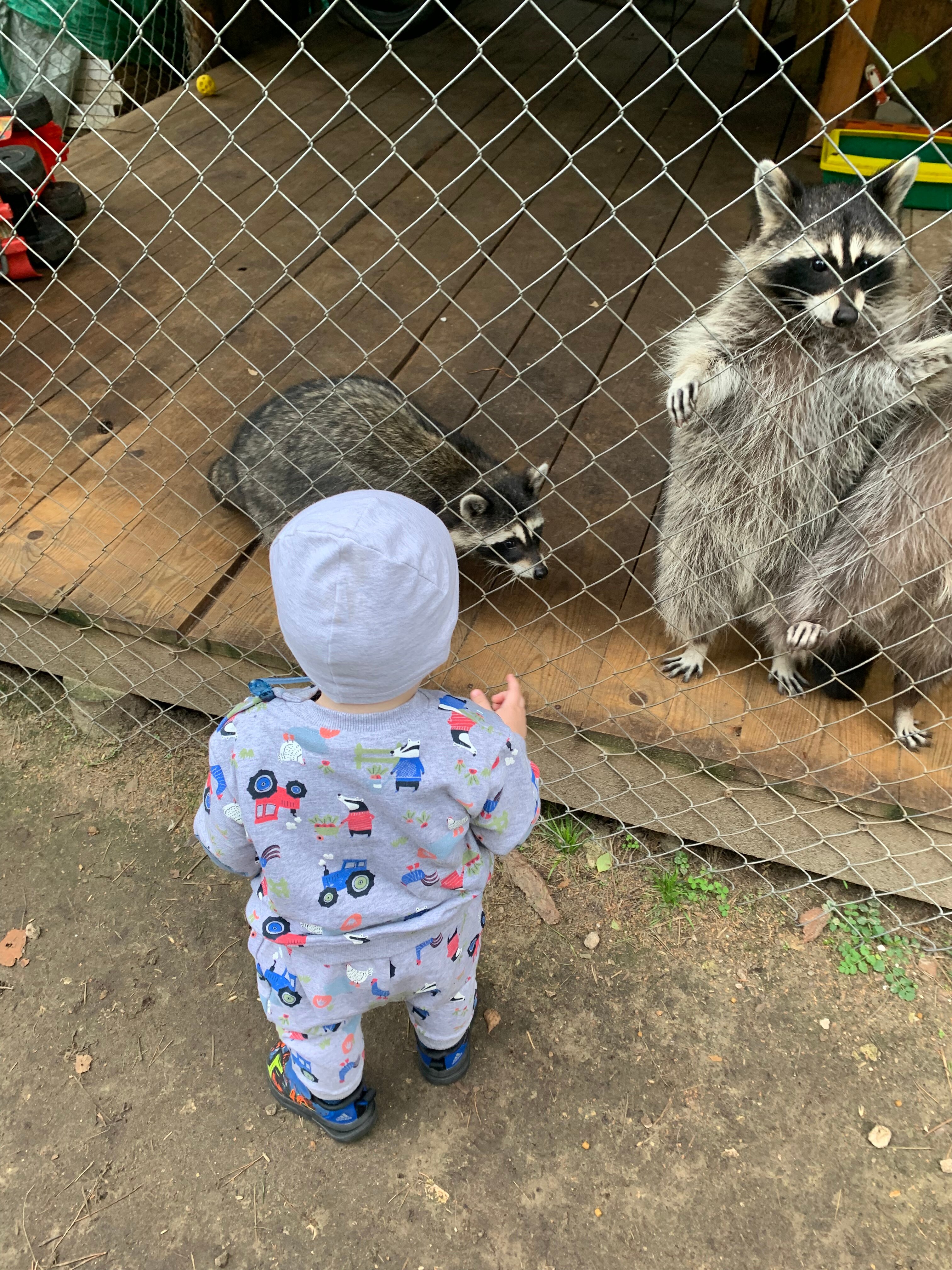 Фото Дикое подворье