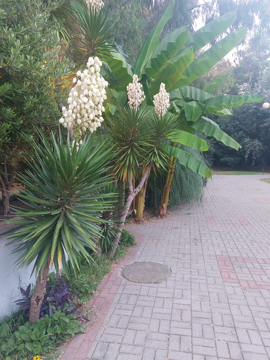 Фото Золотой Лотос