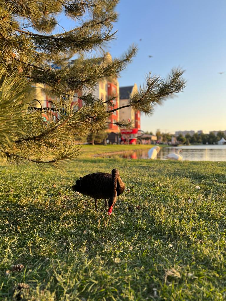 Фото Мюллер Бах