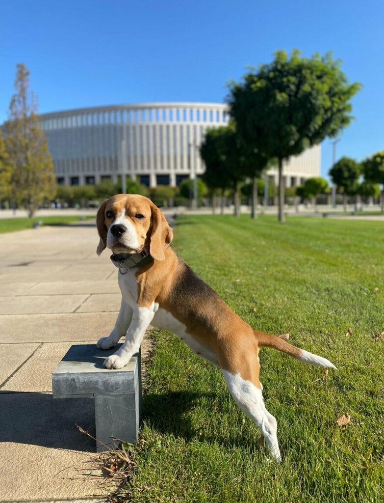Animal nursery Divine Choice beagle kennel, Moscow and Moscow Oblast, photo